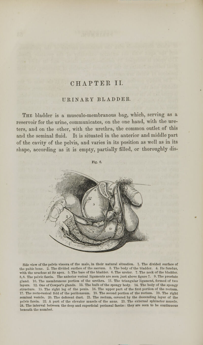 CHAPTER II. URINARY BLADDER. The bladder is a musculo-membranous bag, which, serving as a reservoir for the urine, communicates, on the one hand, with the ure- ters, and on the other, with the urethra, the common outlet of this and the seminal fluid. It is situated in the anterior and middle part of the cavity of the pelvis, and varies in its position as well as in its shape, according as it is empty, partially filled, or thoroughly dis- Fig. 6. Side view of the pelvic viscera of the male, in their natural situation. 1. The divided surface of the pubic hone. 2. The divided surface of the sacrum. 3. The body of the bladder. 4. Its fundus, with the urachus at its apex. 5. The base of the bladder. 6. The ureter. 7. The neck of the bladder. 8,8. The pelvic fascia. The anterior vesical ligaments are seen just above figure 7. 9. The prostate gland. 10. The membranous portion of the urethra. 11. The triangular ligament, formed of two layers. 12. One of Cowper's glands. 13. The bulb of the spongy body. 14. The body of the spongy structure. 15. The right leg of the penis. 16. The upper part of the first portion of the rectum. 17. The recto-vesical fold of the peritonasum. 18. The second portion of the rectum. 19. The right seminal vesicle. 20. The deferent duct. 21. The rectum, covered by the descending layer of the pelvic fascia. 22. A part of the elevator muscle of the anus. 23. The external sphincter muscle. 24. The interval between the deep and superficial perinaeal fasciae: they are seen to be continuous beneath the number.