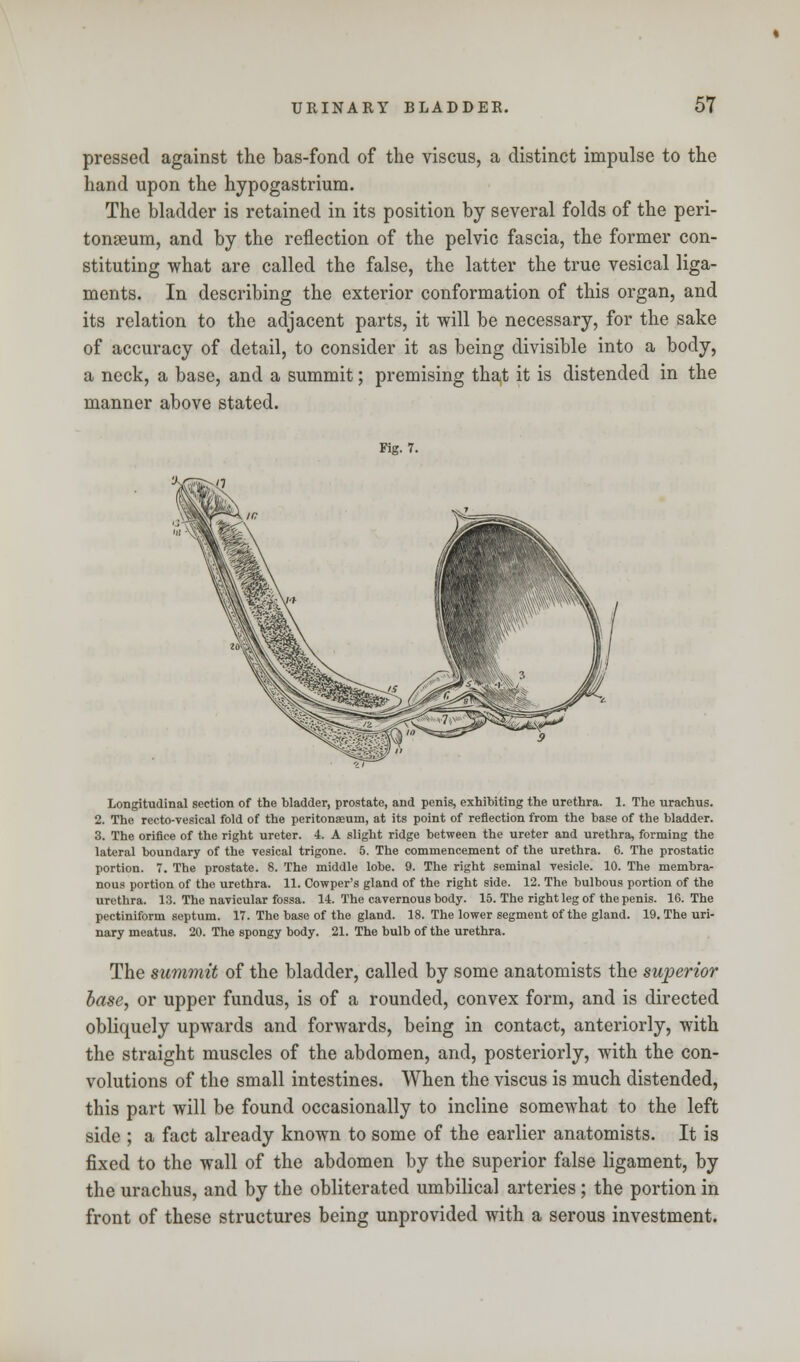 pressed against the bas-fond of the viscus, a distinct impulse to the hand upon the hypogastrium. The bladder is retained in its position by several folds of the peri- tonaeum, and by the reflection of the pelvic fascia, the former con- stituting what are called the false, the latter the true vesical liga- ments. In describing the exterior conformation of this organ, and its relation to the adjacent parts, it will be necessary, for the sake of accuracy of detail, to consider it as being divisible into a body, a neck, a base, and a summit; premising that it is distended in the manner above stated. Fig. 7. Longitudinal section of the bladder, prostate, and penis, exhibiting the urethra. 1. The urachus. 2. The recto-vesical fold of the peritonaeum, at its point of reflection from the base of the bladder. 3. The orifice of the right ureter. 4. A slight ridge between the ureter and urethra, forming the lateral boundary of the vesical trigone. 5. The commencement of the urethra. 6. The prostatic portion. 7. The prostate. 8. The middle lobe. 9. The right seminal vesicle. 10. The membra- nous portion of the urethra. 11. Cowper's gland of the right side. 12. The bulbous portion of the urethra. 13. The navicular fossa. 14. The cavernous body. 15. The right leg of the penis. 16. The pectiniform septum. 17. The base of the gland. 18. The lower segment of the gland. 19. The uri- nary meatus. 20. The spongy body. 21. The bulb of the urethra. The summit of the bladder, called by some anatomists the superior base, or upper fundus, is of a rounded, convex form, and is directed obliquely upwards and forwards, being in contact, anteriorly, with the straight muscles of the abdomen, and, posteriorly, with the con- volutions of the small intestines. When the viscus is much distended, this part will be found occasionally to incline somewhat to the left side ; a fact already known to some of the earlier anatomists. It is fixed to the wall of the abdomen by the superior false ligament, by the urachus, and by the obliterated umbilical arteries; the portion in front of these structures being unprovided with a serous investment.