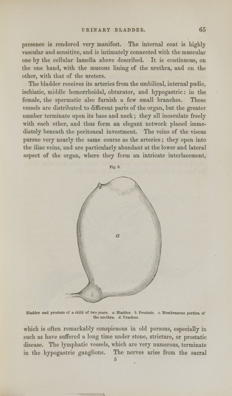 presence is rendered very manifest. The internal coat is highly vascular and sensitive, and is intimately connected with the muscular one by the cellular lamella above described. It is continuous, on the one hand, with the mucous lining of the urethra, and on the other, with that of the ureters. The bladder receives its arteries from the umbilical, internal pudic, ischiatic, middle hemorrhoidal, obturator, and hypogastric: in the female, the spermatic also furnish a few small branches. These vessels are distributed to different parts of the organ, but the greater number terminate upon its base and neck ; they all inosculate freely with each other, and thus form an elegant network placed imme- diately beneath the peritoneal investment. The veins of the viscus pursue very nearly the same course as the arteries; they open into the iliac veins, and are particularly abundant at the lower and lateral aspect of the organ, where they form an intricate interlacement, Fig. 8. Bladder and prostate of a child of two years, a. Bladder. 6. Prostate, c. Membranous portion of the urethra, d. Urachus. which is often remarkably conspicuous in old persons, especially in such as have suffered a long time under stone, stricture, or prostatic disease. The lymphatic vessels, which are very numerous, terminate in the hypogastric ganglions. The nerves arise from the sacral 5