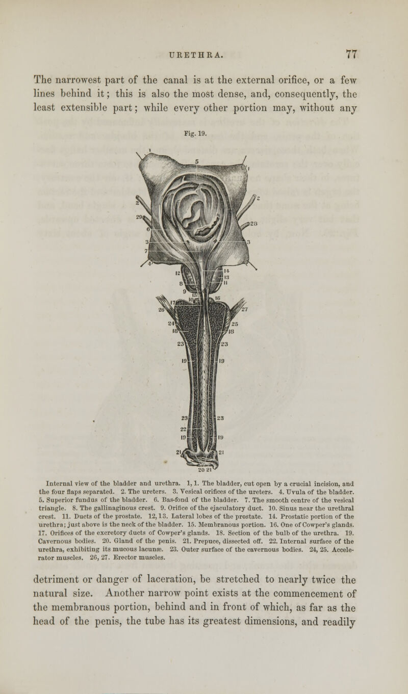 The narrowest part of the canal is at the external orifice, or a few lines behind it; this is also the most dense, and, consequently, the least extensible part; while every other portion may, Avithout any Fig. 19. Internal view of the bladder and urethra. 1,1. The bladder, cut open by a crucial incision, and the four flaps separated. 2. The ureters. 3. Vesical orifices of the ureters. 4. Uvula of the bladder. 5. Superior fundus of the bladder. 6. Bas-fond of the bladder. 7. The smooth centre of the vesical triangle. 8. The gallinaginous crest. 9. Orifice of the ejaculatory duct. 10. Sinus near the urethral crest. 11. Ducts of the prostate. 12,13. Lateral lobes of the prostate. 14. Prostatic portion of the urethra; just above is the neck of the bladder. 15. Membranous portion. 16. One of Cowper's glands. 17. Orifices of the excretory ducts of Cowper's glands. 18. Section of the bulb of the urethra. 19. Cavernous bodies. 20. Gland of the penis. 21. Prepuce, dissected off. 22. Internal surface of the urethra, exhibiting its mucous lacunae. 23. Outer surface of the cavernous bodies. 24, 25. Accele- rator muscles. 26, 27. Erector muscles. detriment or danger of laceration, be stretched to nearly twice the natural size. Another narrow point exists at the commencement of the membranous portion, behind and in front of which, as far as the head of the penis, the tube has its greatest dimensions, and readily