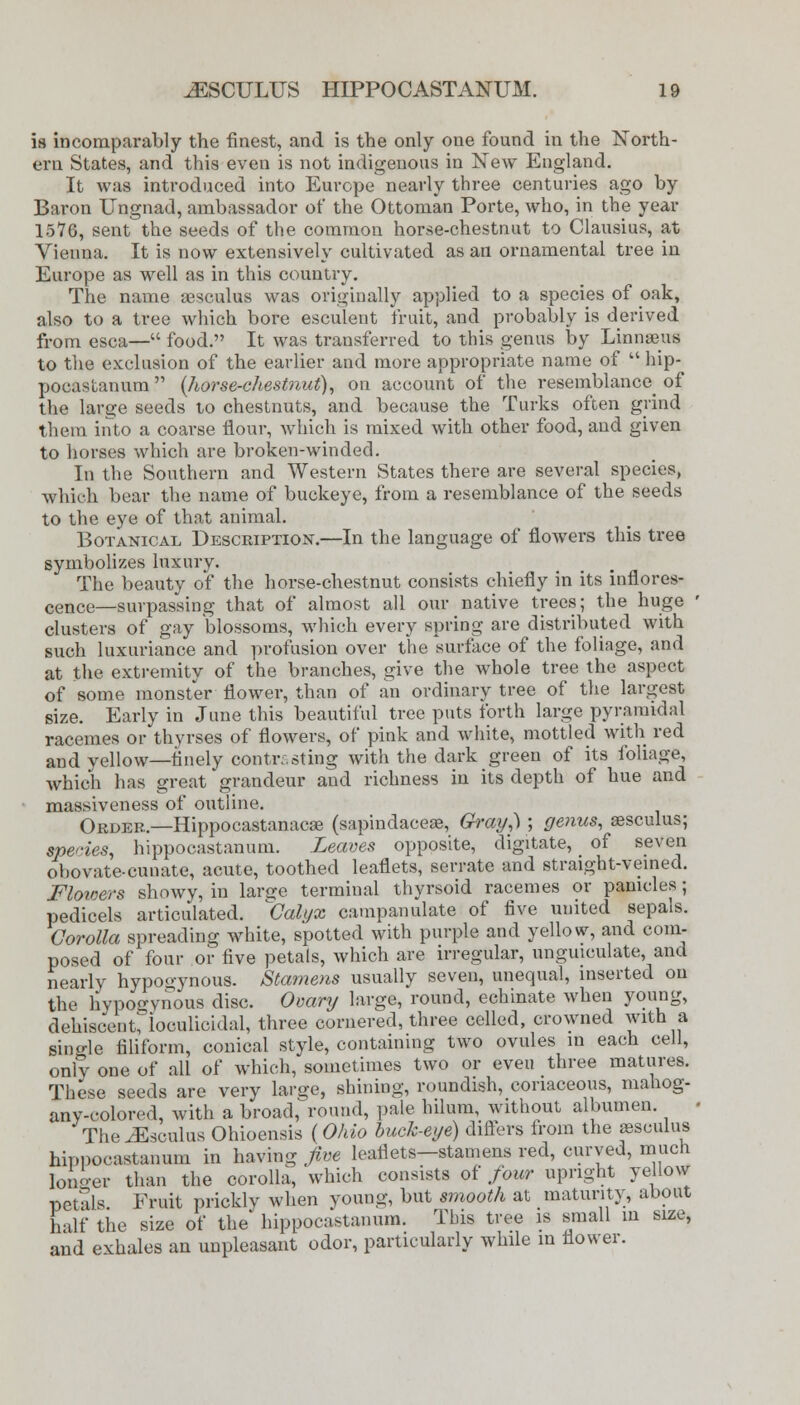 is incomparably the finest, and is the only one found in the North- ern States, and this even is not indigenous in New England. It was introduced into Europe nearly three centuries ago by Baron Ungnad, ambassador of the Ottoman Porte, who, in the year 1576, sent the seeds of the common horse-chestnut to Clausius, at Vienna. It is now extensively cultivated as an ornamental tree in Europe as well as in this country. The name sesculus was originally applied to a species of oak, also to a tree which bore esculent fruit, and probably is derived from esca— food. It was transferred to this genus by Linnaeus to the exclusion of the earlier and more appropriate name of  hip- pocastanum (horse-chestnut), on account of the resemblance of the large seeds to chestnuts, and because the Turks often grind them into a coarse flour, which is mixed with other food, and given to horses which are broken-winded. In the Southern and Western States there are several species, which bear the name of buckeye, from a resemblance of the seeds to the eye of that animal. Botanical Description.—In the language of flowers this tree symbolizes luxury. The beauty of the horse-chestnut consists chiefly in its inflores- cence—surpassing that of almost all our native trees; the huge ' clusters of gay blossoms, which every spring are distributed with such luxuriance and profusion over the surface of the foliage, and at the extremity of the branches, give the whole tree the aspect of some monster flower, than of an ordinary tree of the largest size. Early in June this beautiful tree puts forth large pyramidal racemes or thyrses of flowers, of pink and white, mottled with red and yellow—finely contrasting with the dark green of its foliage, which has great grandeur and richness in its depth of hue and massiveness of outline. Order—Hippocastanacae (sapindaceae, Gray,) ; genus, aesculus; spe>-ies, hippocastanum. Leaves opposite, digitate, _ of seven obovate-cunate, acute, toothed leaflets, serrate and straight-veined. Flowers showy, in large terminal thyrsoid racemes or panicles; pedicels articulated. Calyx campanulate of five united sepals. Corolla spreading white, spotted with purple and yellow, and com- posed of four or five petals, which are irregular, unguiculate, and nearly hypogynous. Stamens usually seven, unequal, inserted on the hvpogvnous disc. Ovary large, round, echinate when young, dehiscent, loculicidal, three cornered, three celled, crowned with a single filiform, conical style, containing two ovules in each cell, only one of all of which, sometimes two or even three matures. These seeds are very large, shining, roundish, coriaceous, mahog- anv-colored, with a broad, round, pale hilum, without albumen. The^Esculus Ohioensis {Ohio buck-eye) differs from the aesculus hippocastanum in having five leaflets—stamens red, curved, much longer than the corolla, which consists of four upright yellow petals. Fruit prickly when young, but smooth at maturity, about half the size of the hippocastanum. This tree is small in size, and exhales an unpleasant odor, particularly while in flower.