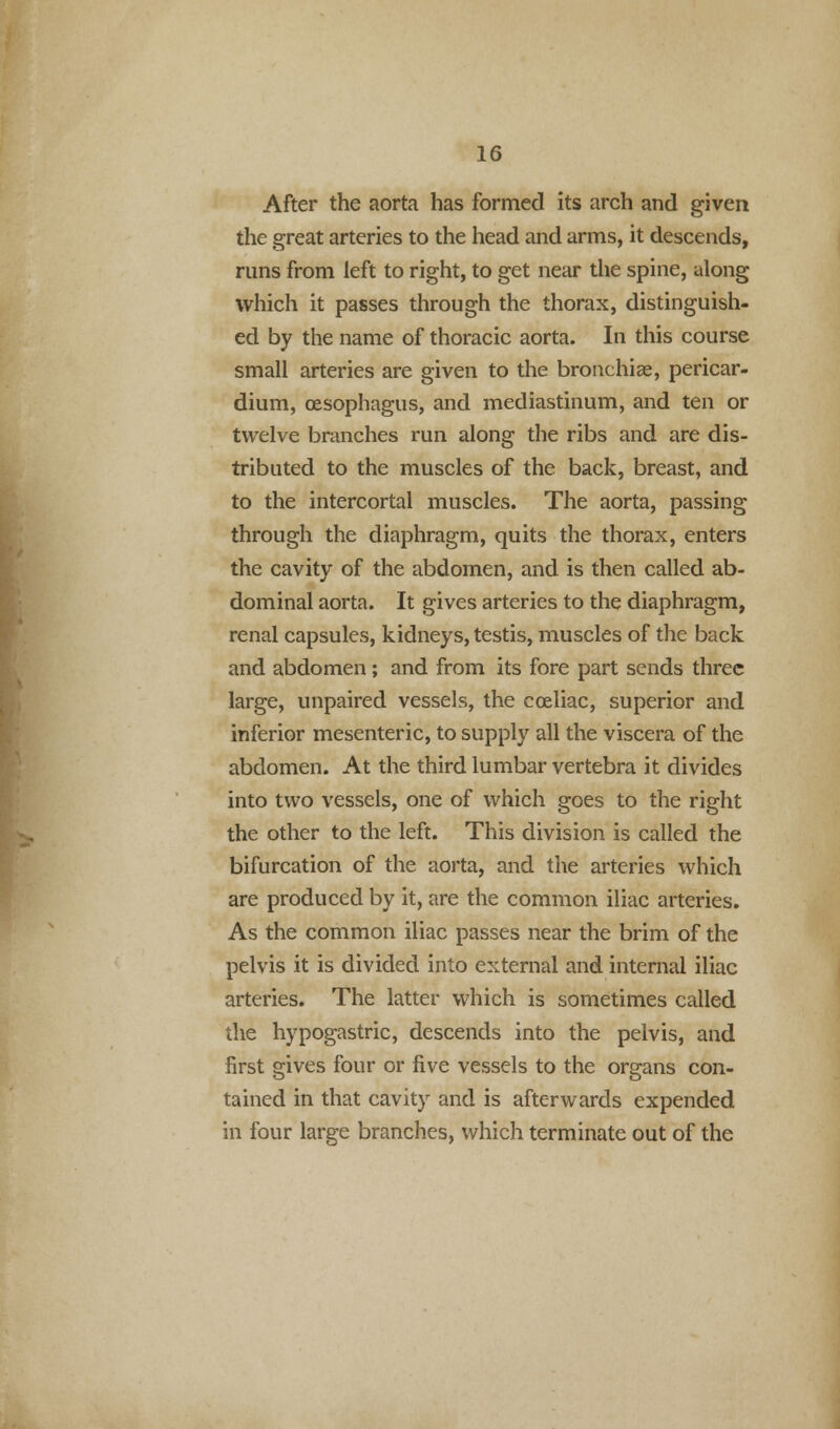 After the aorta has formed its arch and given the great arteries to the head and arms, it descends, runs from left to right, to get near the spine, along which it passes through the thorax, distinguish- ed by the name of thoracic aorta. In this course small arteries are given to the branchiae, pericar- dium, oesophagus, and mediastinum, and ten or twelve branches run along the ribs and are dis- tributed to the muscles of the back, breast, and to the intercortal muscles. The aorta, passing through the diaphragm, quits the thorax, enters the cavity of the abdomen, and is then called ab- dominal aorta. It gives arteries to the diaphragm, renal capsules, kidneys, testis, muscles of the back and abdomen ; and from its fore part sends three large, unpaired vessels, the cceliac, superior and inferior mesenteric, to supply all the viscera of the abdomen. At the third lumbar vertebra it divides into two vessels, one of which goes to the right the other to the left. This division is called the bifurcation of the aorta, and the arteries which are produced by it, are the common iliac arteries. As the common iliac passes near the brim of the pelvis it is divided into external and internal iliac arteries. The latter which is sometimes called the hypogastric, descends into the pelvis, and first gives four or five vessels to the organs con- tained in that cavity and is afterwards expended in four large branches, which terminate out of the