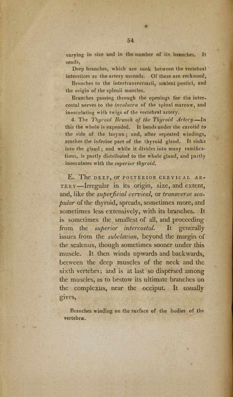 varying in size and in the number of its branches. It sends, Deep branches, which are sunk between the vertebral interstices as the artery ascends. Of these are reckoned, Branches to the intertratisversarii, scaleni postici, and the origin of the splenii muscles. Branches passing through the openings for the inter- costal nerves to the involucra of the spinal marrow, and inosculating with twigs of the vertebral artery. 4. The Thyroid Branch of the Thyroid Artery—In this the whole is expended. It bends under the carotid to the side of the larynx; and, after repeated windings, reaches the inferior part of the thyroid gland. It sinks into the gland ; and while it divides into many ramifica- tions, is partly distributed to the whole gland, and partly inosculates with the superior thyroid. E. The deep, or posterior cervical ar- tery—Irregular in its origin, size, and extent, and, like the superficial cervical, or transverse sca- pular of the thyroid, spreads, sometimes more, and sometimes less extensively, with its branches. It is sometimes the smallest of all, and proceeding from the superior intercostal. It generally issues from the subclavian, beyond the margin of the scalenus, though sometimes sooner under this muscle. It then winds upwards and backwards, between the deep muscles of the neck and the sixth vertebra; and is at last so dispersed among the muscles, as to bestow its ultimate branches on the complexus, near the occiput. It usually gives, Branches winding on the surface of the bodies of the vertebrae.