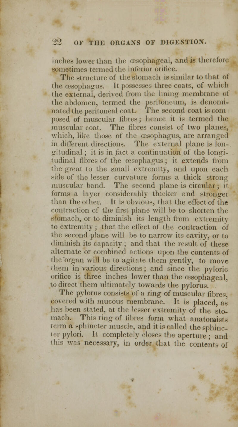 inches lower than the (esophageal, and is therefore sometimes termed the inferior orifice. The structure of tie stomach is similar to that of the oesophagus. It possesses three coats, of which the external, derived from the lining membrane of the abdomen, termed the peritoneum, is denomi- nated the peritoneal coat. The second coat k< com posed of muscular fibres; hence it is termed the muscular coat. The fihres consist of two planes, which, like those of the oesophagus, are arranged in different directions. The external plane is lon- gitudinal ; it is in fact n continuation of the longi- tudinal fibres of the oesophagus; it extends from the great to the small extremity, and upon each side of the lesser curvature forms a thick strong muscular band. The second plane is circular; it forms a layer considerably thicker and stronger than the other. It is obvious, that the effect of the contraction of the first plane will be to shorten the, stomach, or to (bminish its length from extremitj to extremity; that, the effect of the contraction of the second plane will be to narrow its cavity, or to diminish its capacity; and that the result of these alternate or combined actions upon the contents of i he organ will be to agitate them gently, to move them in various directions; and since the pyloric orifice is three inches lower than the oesophageal, 10 direct them ultimately towards the pylorus. The pylorus consists of a ring of muscular fibres, covered with mucous membrane. It is placed as has been stated, at the lesser extremity of the sto- mach. This ring of fibres form what anatomists term a sphincter muscle, and it is called the sphinc- ler pylori. It completely doses the aperture; and this was necessary, in order that the contents of