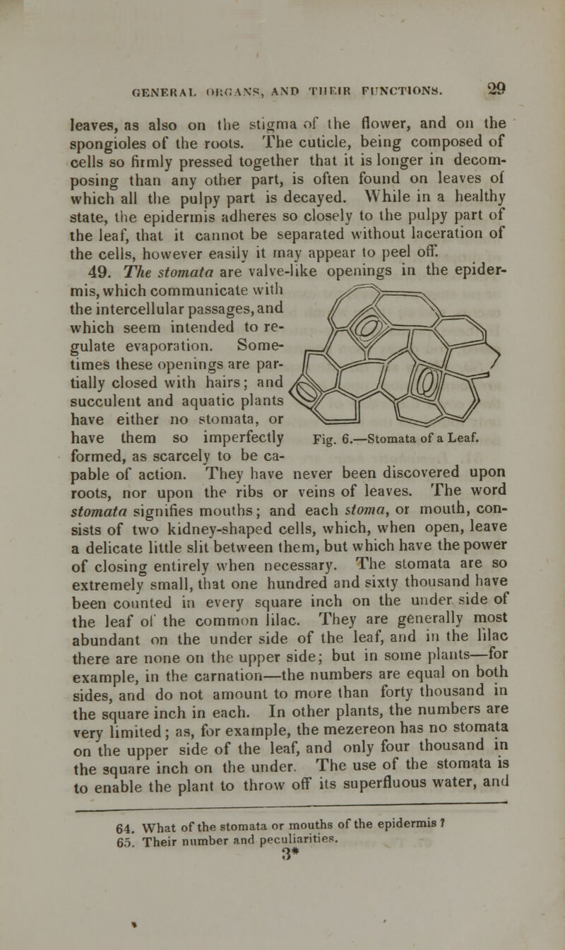 leaves, as also on tlie stigma of the flower, and on the spongioles of the roots. The cuticle, being composed of cells so firmly pressed together that it is longer in decom- posing than any other part, is often found on leaves of which all the pulpy part is decayed. While in a healthy state, the epidermis adheres so closely to the pulpy part of the leaf, that it cannot be separated without laceration of the cells, however easily it may appear to peel off. 49. The stomata are valve-like openings in the epider- mis, which communicate with the intercellular passages, and which seem intended to re- gulate evaporation. Some- times these openings are par- tially closed with hairs; and succulent and aquatic plants have either no stomata, or have them so imperfectly Fig. 6.—Stomata of a Leaf, formed, as scarcely to be ca- pable of action. They have never been discovered upon roots, nor upon the ribs or veins of leaves. The word stomata signifies mouths; and each stoma, or mouth, con- sists of two kidney-shaped cells, which, when open, leave a delicate little slit between them, but which have the power of closing entirely when necessary. The stomata are so extremely small, that one hundred and sixty thousand have been counted in every square inch on the under side of the leaf of the common lilac. They are generally most abundant on the under side of the leaf, and in the lilac there are none on the upper side; but in some plants—for example, in the carnation—the numbers are equal on both sides, and do not amount to more than forty thousand in the square inch in each. In other plants, the numbers are very limited ; as, for example, the mezereon has no stomata on the upper side of the leaf, and only four thousand in the square inch on the under. The use of the stomata is to enable the plant to throw off its superfluous water, and 64. What of the stomata or mouths of the epidermis ? 60 Their number and peculiarities. 3*