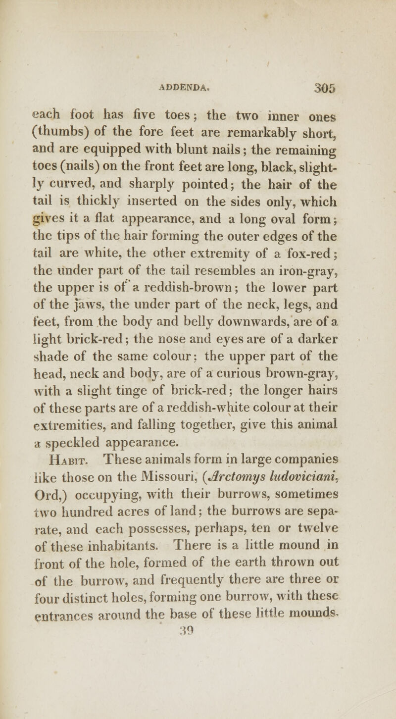 each foot has five toes; the two inner ones (thumbs) of the fore feet are remarkably short, and are equipped with blunt nails; the remaining toes (nails) on the front feet are long, black, slight- ly curved, and sharply pointed; the hair of the tail is thickly inserted on the sides only, which gives it a flat appearance, and a long oval form; the tips of the hair forming the outer edges of the tail are white, the other extremity of a fox-red; the under part of the tail resembles an iron-gray, the upper is of a reddish-brown; the lower part of the jaws, the under part of the neck, legs, and feet, from the body and belly downwards, are of a light brick-red; the nose and eyes are of a darker shade of the same colour; the upper part of the head, neck and body, are of a curious brown-gray, with a slight tinge of brick-red; the longer hairs of these parts are of a reddish-white colour at their extremities, and falling together, give this animal a speckled appearance. Habit. These animals form in large companies iike those on the Missouri, (Arctomys ludovicianh Ord,) occupying, with their burrows, sometimes two hundred acres of land; the burrows are sepa- rate, and each possesses, perhaps, ten or twelve of these inhabitants. There is a little mound in front of the hole, formed of the earth thrown out of the burrow, and frequently there are three or four distinct holes, forming one burrow, with these entrances around the base of these little mounds. 39