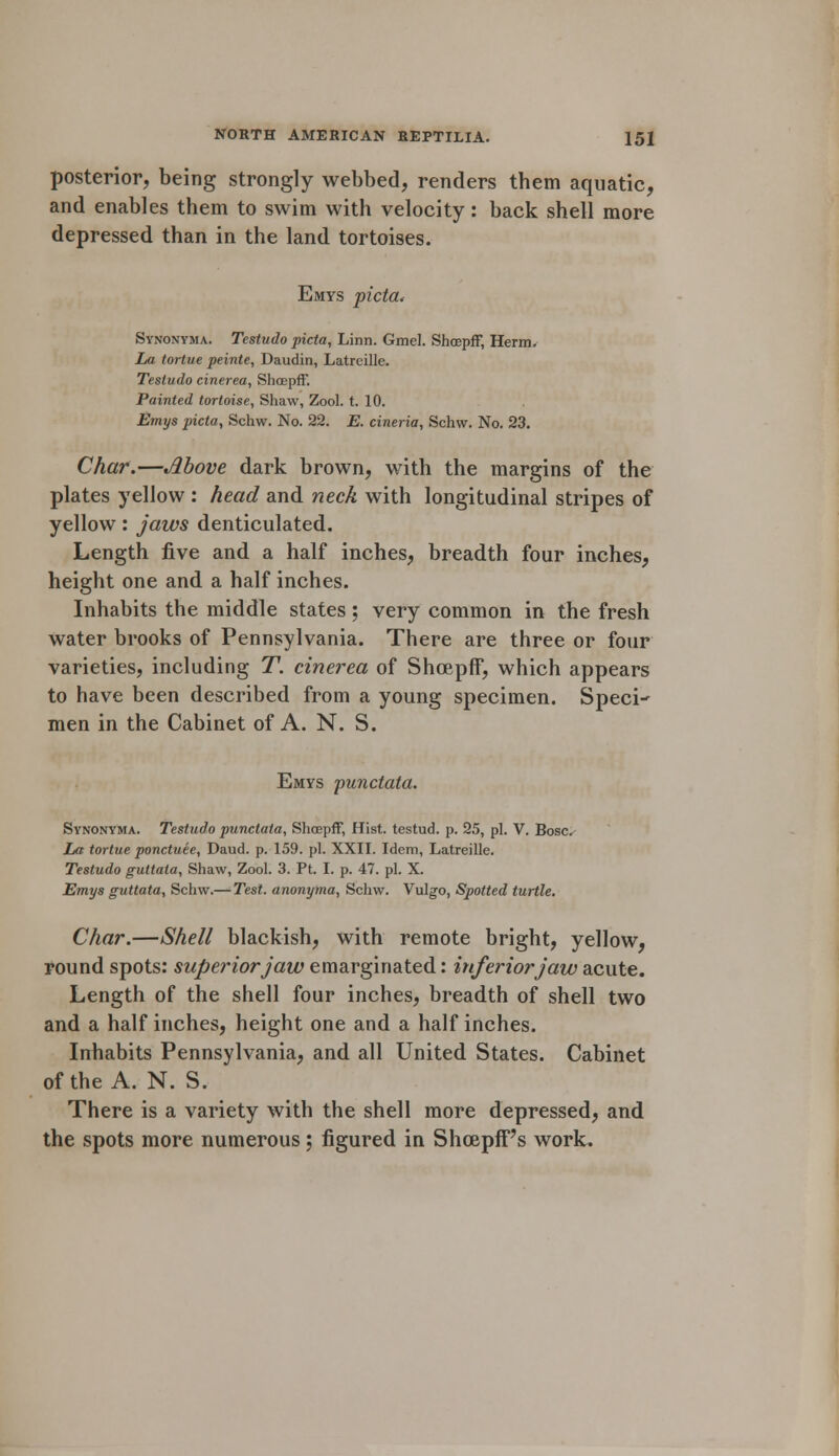 posterior, being strongly webbed, renders them aquatic, and enables them to swim with velocity: back shell more depressed than in the land tortoises. Emys picta, Synonyma. Testudo picta, Linn. Gmel. Shcepff, Herm. La tortue peinte, Daudin, Latreille. Testudo cinerea, Shoepff. Painted tortoise, Shaw, Zool. t. 10. Emys picta, Schw. No. 22. E. cineria, Schw. No. 23. Char.—Above dark brown, with the margins of the plates yellow : head and neck with longitudinal stripes of yellow: jaws denticulated. Length five and a half inches, breadth four inches, height one and a half inches. Inhabits the middle states ; very common in the fresh water brooks of Pennsylvania. There are three or four varieties, including T. cinerea of Shoepff, which appears to have been described from a young specimen. Speci- men in the Cabinet of A. N. S. Emys punctata. Synonyma. Testudo punctata, Shoepff, Hist, testud. p. 25, pi. V. Bosc. La tortue ponctuee, Daud. p. 159. pi. XXII. Idem, Latreille. Testudo guttata, Shaw, Zool. 3. Pt. I. p. 47. pi. X. Emys guttata, Schw.— Test, anonyma, Schw. Vulgo, Spotted turtle. Char.—Shell blackish, with remote bright, yellow, round spots: superior jaw emarginated: inferior jaw acute. Length of the shell four inches, breadth of shell two and a half inches, height one and a half inches. Inhabits Pennsylvania, and all United States. Cabinet of the A. N. S. There is a variety with the shell more depressed, and the spots more numerous ; figured in ShcepfF's work.