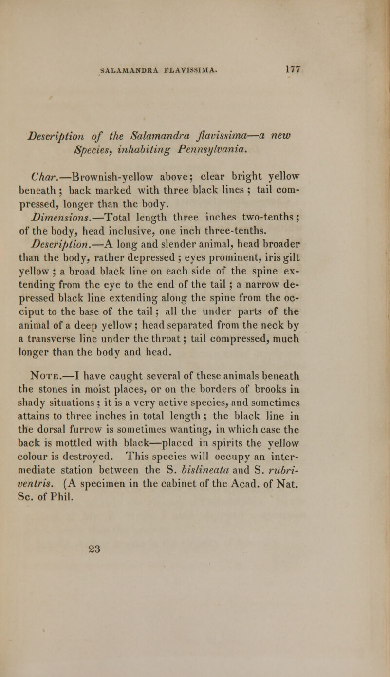 Description of the Salamandra Jlavissi?na—a new Species, inhabiting Pennsylvania. Char.—Brownish-yellow above; clear bright yellow beneath ; back marked with three black lines ; tail com- pressed, longer than the body. Dimensions.—Total length three inches two-tenths; of the body, head inclusive, one inch three-tenths. Description.—A long and slender animal, head broader than the body, rather depressed ; eyes prominent, iris gilt yellow ; a broad black line on each side of the spine ex- tending from the eye to the end of the tail ; a narrow de- pressed black line extending along the spine from the oc- ciput to the base of the tail ; all the under parts of the animal of a deep yellow; head separated from the neck by a transverse line under the throat; tail compressed, much longer than the body and head. Note.—I have caught several of these animals beneath the stones in moist places, or on the borders of brooks in shady situations ; it is a very active species, and sometimes attains to three inches in total length ; the black line in the dorsal furrow is sometimes wanting, in which case the back is mottled with black—placed in spirits the yellow colour is destroyed. This species will occupy an inter- mediate station between the S. bislineata and S. rubri- ventris. (A specimen in the cabinet of the Acad, of Nat. Sc. of Phil. 23