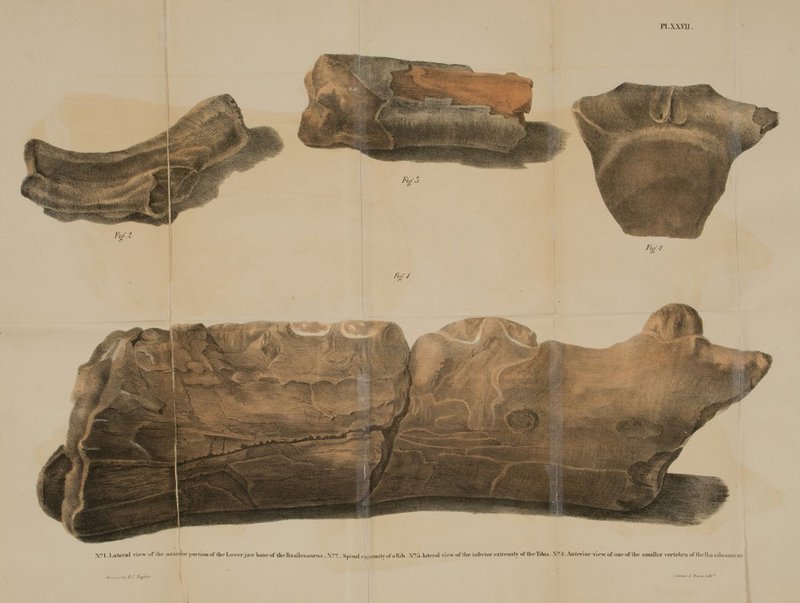 I'l.XXVli fuf. I Flo'/ /;,<■/ . ■■■■■■■■■HBi Y.M. Latent! view of the iuite»tor portion of the Lower jaw boneofihe.BaailoBauruft . \'..'. .SihmuI . ;> lemityofuKiV \.> lateral view of the inferior extremity <>t'UirTil>i:i. \ r.Anterior view of one of the unaller vertebra oftheBuailoKaw us ft I' fault