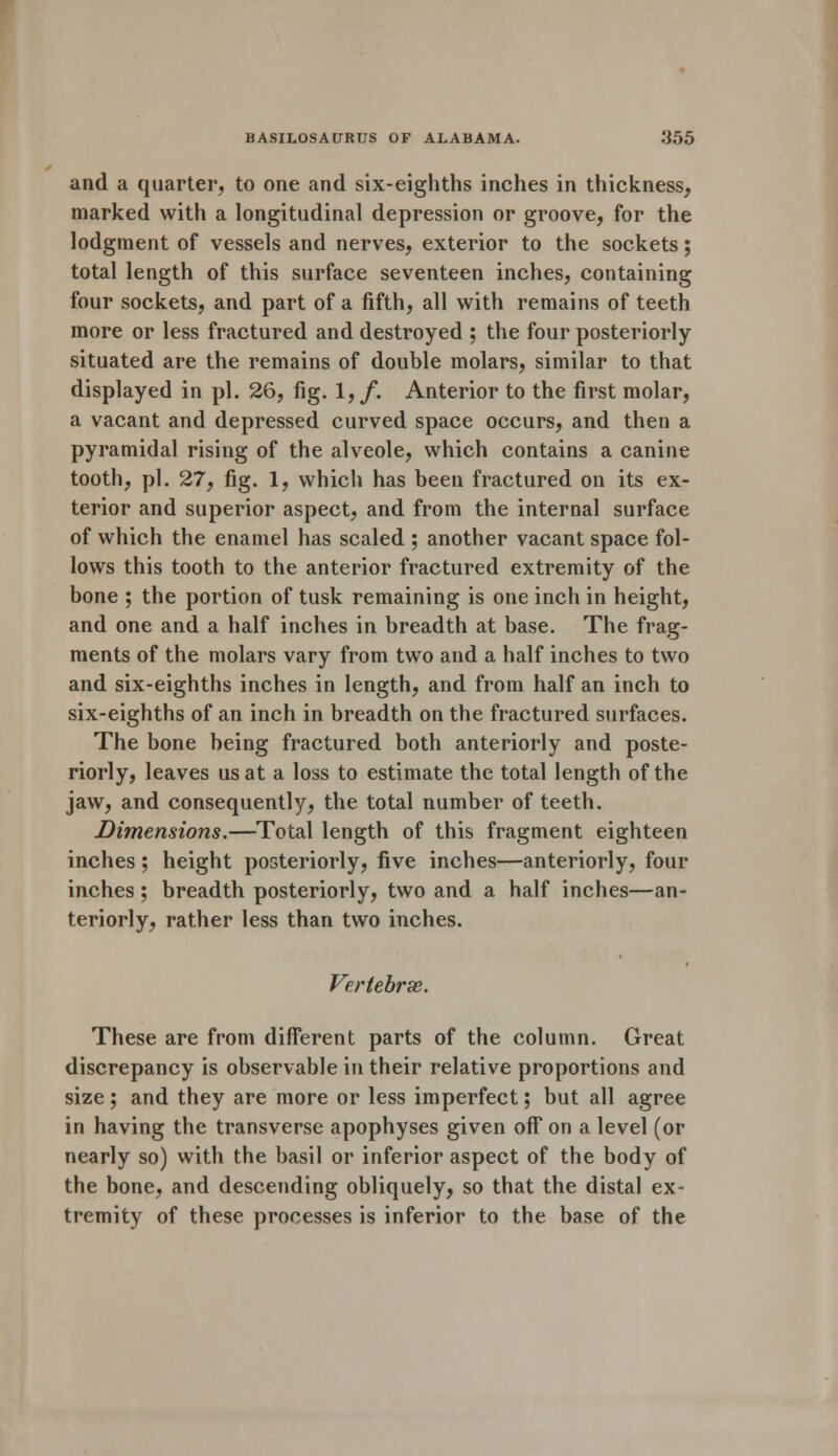 and a quarter, to one and six-eighths inches in thickness, marked with a longitudinal depression or groove, for the lodgment of vessels and nerves, exterior to the sockets; total length of this surface seventeen inches, containing four sockets, and part of a fifth, all with remains of teeth more or less fractured and destroyed ; the four posteriorly- situated are the remains of double molars, similar to that displayed in pi. 26, fig. 1,/. Anterior to the first molar, a vacant and depressed curved space occurs, and then a pyramidal rising of the alveole, which contains a canine tooth, pi. 27, fig. 1, which has been fractured on its ex- terior and superior aspect, and from the internal surface of which the enamel has scaled ; another vacant space fol- lows this tooth to the anterior fractured extremity of the bone ; the portion of tusk remaining is one inch in height, and one and a half inches in breadth at base. The frag- ments of the molars vary from two and a half inches to two and six-eighths inches in length, and from half an inch to six-eighths of an inch in breadth on the fractured surfaces. The bone being fractured both anteriorly and poste- riorly, leaves us at a loss to estimate the total length of the jaw, and consequently, the total number of teeth. Dimensions.—Total length of this fragment eighteen inches; height posteriorly, five inches—anteriorly, four inches ; breadth posteriorly, two and a half inches—an- teriorly, rather less than two inches. Vertebrse. These are from different parts of the column. Great discrepancy is observable in their relative proportions and size; and they are more or less imperfect; but all agree in having the transverse apophyses given off on a level (or nearly so) with the basil or inferior aspect of the body of the bone, and descending obliquely, so that the distal ex- tremity of these processes is inferior to the base of the