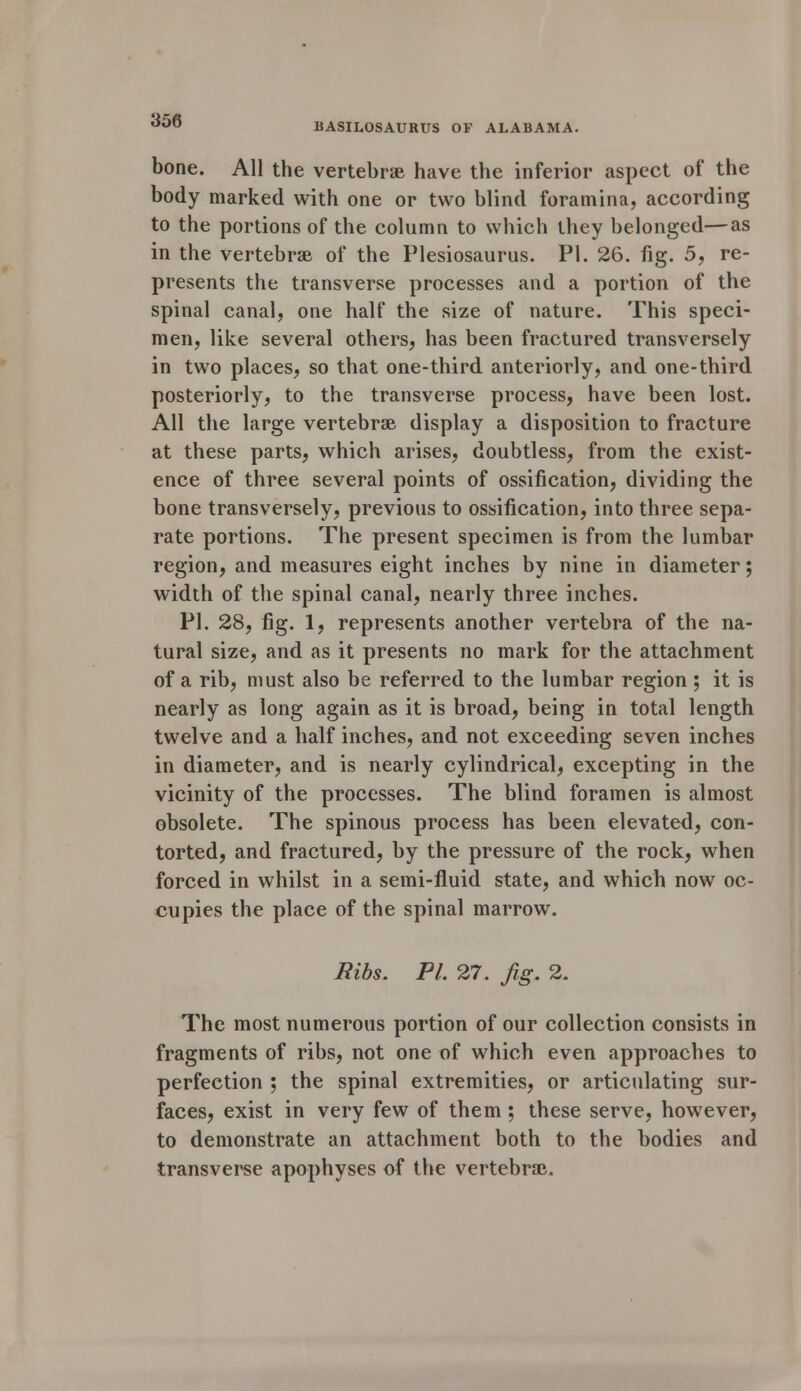 BASILOSAURUS OF ALABAMA. bone. All the vertebrae have the inferior aspect of the body marked with one or two blind foramina, according to the portions of the column to which they belonged—as in the vertebrae of the Plesiosaurus. PI. 26. fig. 5, re- presents the transverse processes and a portion of the spinal canal, one half the size of nature. This speci- men, like several others, has been fractured transversely in two places, so that one-third anteriorly, and one-third posteriorly, to the transverse process, have been lost. All the large vertebrae display a disposition to fracture at these parts, which arises, doubtless, from the exist- ence of three several points of ossification, dividing the bone transversely, previous to ossification, into three sepa- rate portions. The present specimen is from the lumbar region, and measures eight inches by nine in diameter; width of the spinal canal, nearly three inches. PI. 28, fig. 1, represents another vertebra of the na- tural size, and as it presents no mark for the attachment of a rib, must also be referred to the lumbar region ; it is nearly as long again as it is broad, being in total length twelve and a half inches, and not exceeding seven inches in diameter, and is nearly cylindrical, excepting in the vicinity of the processes. The blind foramen is almost obsolete. The spinous process has been elevated, con- torted, and fractured, by the pressure of the rock, when forced in whilst in a semi-fluid state, and which now oc- cupies the place of the spinal marrow. Ribs. PL 27. fig. 2. The most numerous portion of our collection consists in fragments of ribs, not one of which even approaches to perfection ; the spinal extremities, or articulating sur- faces, exist in very few of them; these serve, however, to demonstrate an attachment both to the bodies and transverse apophyses of the vertebrae.