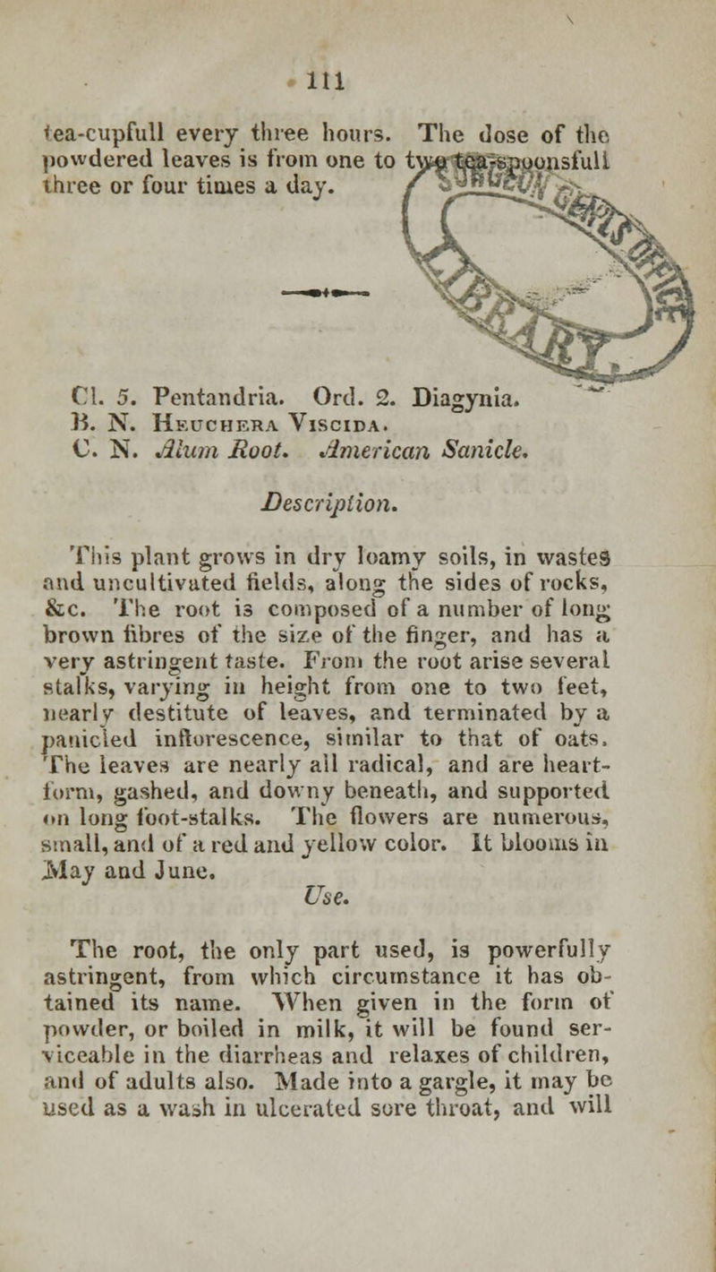HI <ea-cupfull every three hours. The dose of the powdered leaves is from one to twl&arspoonsfuli three or four times a day. CI. 5. Pentandria. Ord. 2. Diagynia. B. N. Heuchera Viscida. C. N. Alum Root. American Sanicle. Description. This plant grows in dry loamy soils, in wastes and uncultivated fields, along the sides of rocks, &c. The root is composed of a number of long brown fibres of the size of the finger, and has a very astringent taste. From the root arise several stalks, varying in height from one to two feet, nearly destitute of leaves, and terminated by a panicled inflorescence, similar to that of oats, The leaves are nearly ail radical, and are heart- form, gashed, and downy beneath, and supported on long foot-stalks. The flowers are numerous, small, and of a red and yellow color. It blooms in .May and June. Use. The root, the only part used, is powerfully astringent, from which circumstance it has ob- tained its name. When given in the form of powder, or boiled in milk, it will be found ser- viceable in the diarrheas and relaxes of children, and of adults also. Made into a gargle, it may be used as a wash in ulcerated sore throat, and will