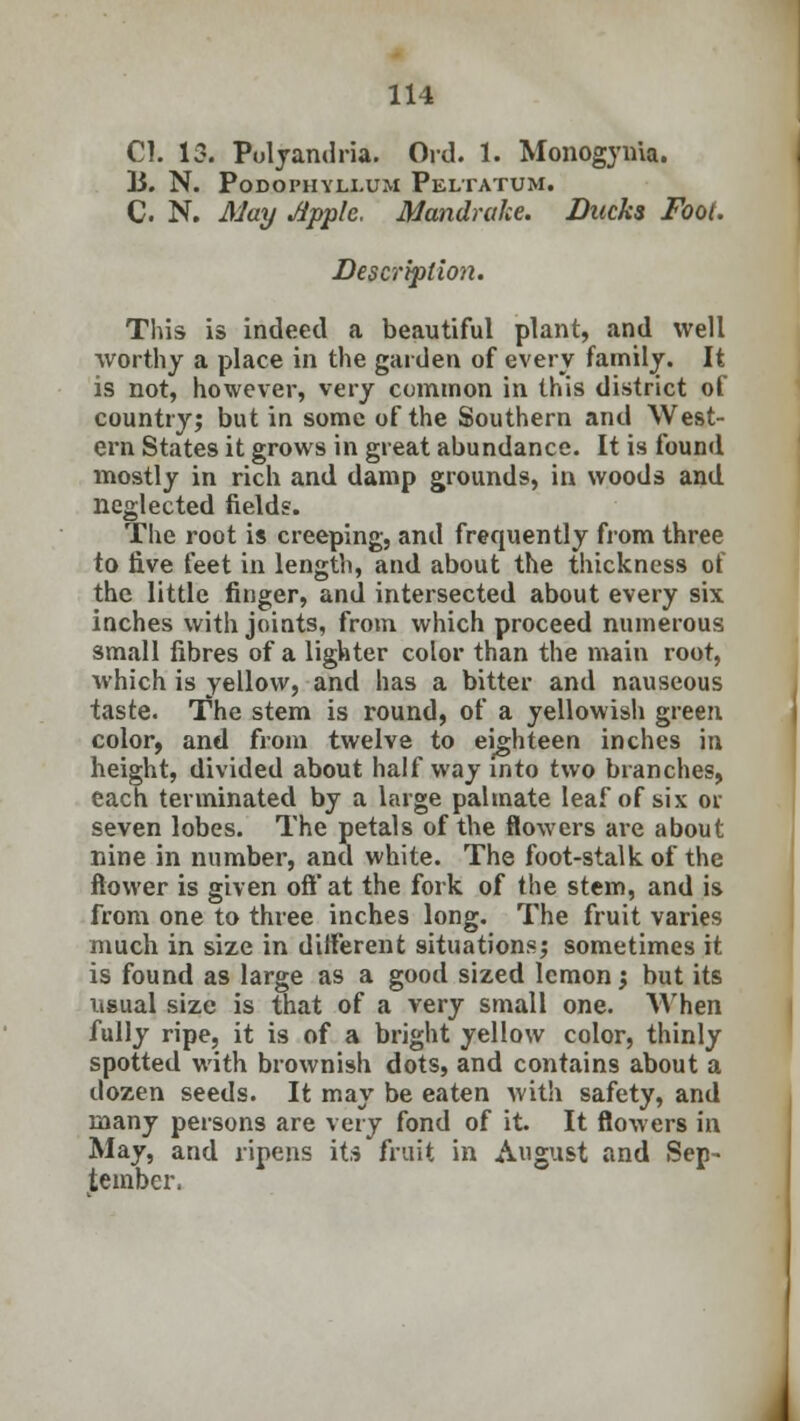 CI. 13. Polyandria. Ord. 1. Monogynia. B. N. Podophyllum Peltatum. C. N. May Apple. Mandrake. Ducks Foot. Description. This is indeed a beautiful plant, and well worthy a place in the garden of every family. It is not, however, very common in this district of country; but in some of the Southern and West- ern States it grows in great abundance. It is found mostly in rich and damp grounds, in woods and neglected fields. The root is creeping, and frequently from three to five feet in length, and about the thickness of the little finger, and intersected about every six inches with joints, from which proceed numerous small fibres of a lighter color than the main root, which is yellow, and has a bitter and nauseous taste. The stem is round, of a yellowish green color, and from twelve to eighteen inches in height, divided about half way into two branches, each terminated by a large palmate leaf of six or seven lobes. The petals of the flowers are about nine in number, and white. The foot-stalk of the flower is given oft' at the fork of the stem, and is from one to three inches long. The fruit varies much in size in different situations; sometimes it is found as large as a good sized lemon; but its usual size is that of a very small one. When fully ripe, it is of a bright yellow color, thinly spotted with brownish dots, and contains about a dozen seeds. It may be eaten with safety, and many persons are very fond of it. It flowers in May, and ripens its fruit in August and Sep- tember.