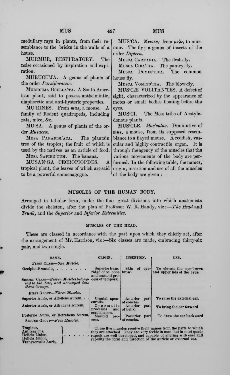 medullary rays in plants, from their re- semblance to the bricks in the walls of a house. MURMUR, RESPI'RATORY. The noise occasioned by inspiration and expi- ration. MURUCU'JA. A genus of plants of the order Parsifloracece. Mubucuja Ocella'ta. A South Amer- ican plant, said to possess anthelmintic, diaphoretic and anti-hysteric properties. MU'RINES. From mus, a mouse. A family of Rodent quadrupeds, including rats, mice, &c. MU'SA. A genus of plants of the or- der Musacece. Musa Paradisi'aca. The plantain tree of the tropics; the fruit of which is used by the natives as an article of food. Musa Sapien'tum. The banana. MUSAN'GA CECROPIOI'DES. A tropical plant, the leaves of which are said to be a powerful emmenagogue. MUS'CA. Mvionn; from /*vZ,o, to mur- mur. The fly; a genus of insects of the order Diptera. Musca Carnaria. The flesh-fly. Musca Ciba'ria. The pantry-fly. Musca Domes'tica. The common house fly. Musca Vomito'ria. The blow-fly. MUS'CLE VOLITAN'TES. A defect of sight, characterized by the appearance of motes or small bodies floating before th« eyes. MUS'CI. The Moss tribe of Acotyle- donous plants. MUS'CLE. Mus'culus. Diminutive of mus, a mouse, from its supposed resem- blance to a flayed mouse. A reddish, vas- cular and highly contractile organ. It is through the agency of the muscles that the various movements of the body are per- formed. In the following table, the names, origin, insertion and use of all the muscles of the body are given : MUSCLES OF THE HUMAN BODY, Arranged in tabular form, under the four great divisions into which anatomists divide the skeleton, after the plan of Professor W. R. Handy, viz :—The Head and Trunk, and the Superior and Inferior Extremities. MUSCLES OF THE HEAD. These are classed in accordance with the part upon which they chiefly act, after the arrangement of Mr. Harrison, viz:—Six classes are made, embracing thirty-six pair, and two single. NAME. First Class—One Muscle. Occipito-Frontalis, Second Class—Eleven Muscles belong- ing to the Ear, and arranged into three Grovpa. First Group—Three Muscles. Superior Auris, or Attollens Aurem, . . Anterior Auris, or Attrahens Aurem, Posterior Auris, or Eetrahens Aurem, Second Group—Five Muscles. Tragicus, Antitragieus, Helicis Major, Helicis Minor, Transversalis Auris, Superior trans, ridge of oe. bone and mastoid pro- cess of temporal. Cranial apon- eurosis. Zygomatic processes and cranial apon. Mastoid pro- cess. INSERTION. Skin of eye- brow. Anterior part of concha. Anterior part of helix. Posterior part of concha. To elevate the eye-browi and upper lids of the eyes. To raise the external ear. To bring the ear forward To draw the ear backward These five muscles receive their names from the parts to which they are attached. They are very feeble in man, but in most quad- rupeds are well developed, and capable of altering with ease and rapidity the form and direction of the auricle or external ear.