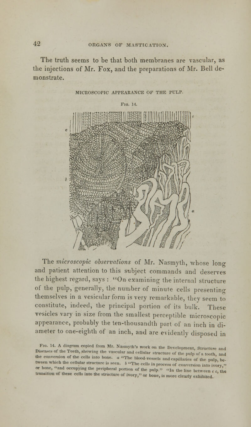 The truth seems to be that both membranes are vascular, as the injections of Mr. Fox, and the preparations of Mr. Bell de- monstrate. MICROSCOPIC APPEARANCE OF THE PULP. Fig. 14. The microscopic observations of Mr. Nasmyth, whose long and patient attention to this subject commands and deserves the highest regard, says : On examining the internal structure of the pulp, generally, the number of minute cells presenting themselves in a vesicular form is very remarkable, they seem to constitute, indeed, the principal portion of its bulk. These vesicles vary in size from the smallest perceptible microscopic appearance, probably the ten-thousandth part of an inch in di- ameter to one-eighth of an inch, and are evidently disposed in Fig. 14. A diagram copied from Mr. Nastnyth's work on the Development, Structure and Diseases of tlie Teeth, showing the vascular and cellular structure of the pulp of a tooth and the conversion of the cells into bone, a The Mood-vessele and capillaries of the puln be- tween which the cellular structure is seen, b The cells in process of conversion into ivo'rv » or bone, and occupying the peripheral portion of the pulp. I„ the line between c c, the uansmon of these cells into the structure of ivory, or bone, is more clearly exhibited