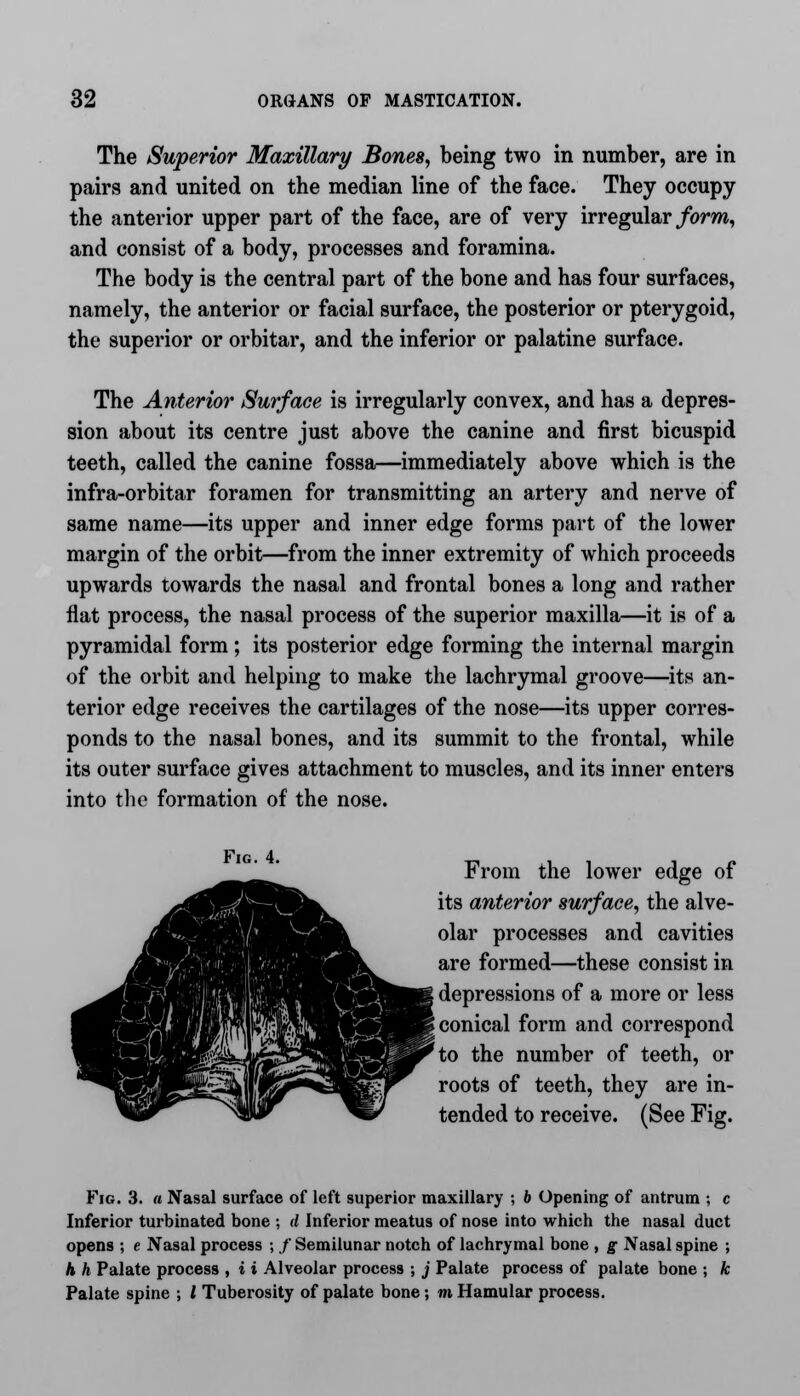 The Superior Maxillary Bones, being two in number, are in pairs and united on the median line of the face. They occupy the anterior upper part of the face, are of very irregular form, and consist of a body, processes and foramina. The body is the central part of the bone and has four surfaces, namely, the anterior or facial surface, the posterior or pterygoid, the superior or orbitar, and the inferior or palatine surface. The Anterior Surface is irregularly convex, and has a depres- sion about its centre just above the canine and first bicuspid teeth, called the canine fossa—immediately above which is the infra-orbitar foramen for transmitting an artery and nerve of same name—its upper and inner edge forms part of the lower margin of the orbit—from the inner extremity of which proceeds upwards towards the nasal and frontal bones a long and rather flat process, the nasal process of the superior maxilla—it is of a pyramidal form; its posterior edge forming the internal margin of the orbit and helping to make the lachrymal groove—its an- terior edge receives the cartilages of the nose—its upper corres- ponds to the nasal bones, and its summit to the frontal, while its outer surface gives attachment to muscles, and its inner enters into the formation of the nose. Fig. 4. From the lower edge of its anterior surface, the alve- olar processes and cavities are formed—these consist in depressions of a more or less conical form and correspond to the number of teeth, or roots of teeth, they are in- tended to receive. (See Fig. Fig. 3. a Nasal surface of left superior maxillary ; b Opening of antrum ; c Inferior turbinated bone ; d Inferior meatus of nose into which the nasal duct opens ; e Nasal process ; / Semilunar notch of lachrymal bone , g Nasal spine ; h h Palate process , i i Alveolar process ; j Palate process of palate bone ; k Palate spine ; I Tuberosity of palate bone; m Hamular process.