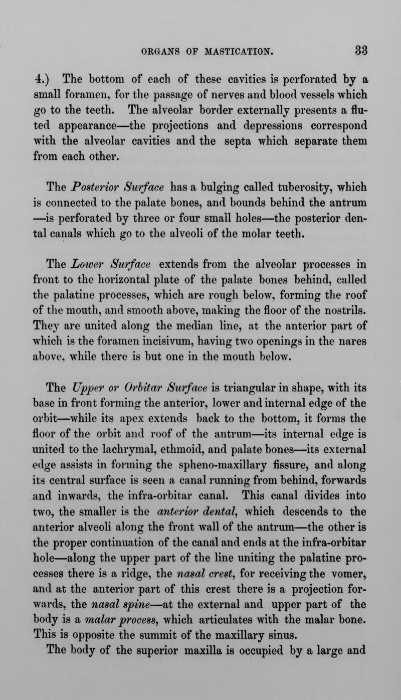 4.) The bottom of each of these cavities is perforated by a small foramen, for the passage of nerves and blood vessels which go to the teeth. The alveolar border externally presents a flu- ted appearance—the projections and depressions correspond with the alveolar cavities and the septa which separate them from each other. The Posterior Surface has a bulging called tuberosity, which is connected to the palate bones, and bounds behind the antrum —is perforated by three or four small holes—the posterior den- tal canals which go to the alveoli of the molar teeth. The Lower Surface extends from the alveolar processes in front to the horizontal plate of the palate bones behind, called the palatine processes, which are rough below, forming the roof of the mouth, and smooth above, making the floor of the nostrils. They are united along the median line, at the anterior part of which is the foramen incisivum, having two openings in the nares above, while there is but one in the mouth beloAv. The Upper or Orbitar Surface is triangular in shape, with its base in front forming the anterior, lower and internal edge of the orbit—while its apex extends back to the bottom, it forms the floor of the orbit and roof of the antrum—its internal edge is united to the lachrymal, ethmoid, and palate bones—its external edge assists in forming the spheno-maxillary fissure, and along its central surface is seen a canal running from behind, forwards and inwards, the infra-orbitar canal. This canal divides into two, the smaller is the anterior dental, which descends to the anterior alveoli along the front wall of the antrum—the other is the proper continuation of the canal and ends at the infra-orbitar hole—along the upper part of the line uniting the palatine pro- cesses there is a ridge, the nasal crest, for receiving the vomer, and at the anterior part of this crest there is a projection for- wards, the nasal spine—at the external and upper part of the body is a malar process, which articulates with the malar bone. This is opposite the summit of the maxillary sinus. The body of the superior maxilla is occupied by a large and
