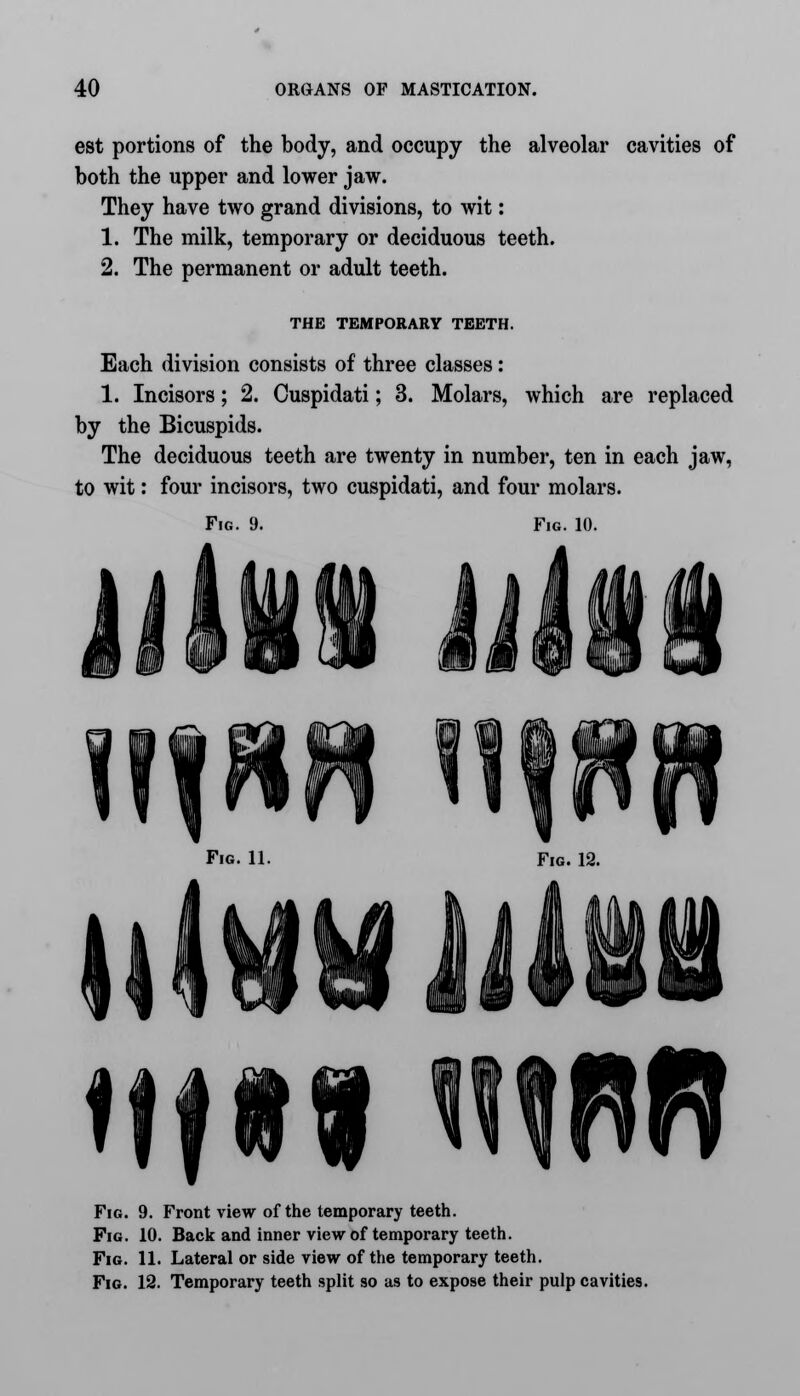 est portions of the body, and occupy the alveolar cavities of both the upper and lower jaw. They have two grand divisions, to wit: 1. The milk, temporary or deciduous teeth. 2. The permanent or adult teeth. THE TEMPORARY TEETH. Each division consists of three classes: 1. Incisors; 2. Cuspidati; 3. Molars, which are replaced by the Bicuspids. The deciduous teeth are twenty in number, ten in each jaw, to wit: four incisors, two cuspidati, and four molars. Fig. 9. Fig. 10. Fig. 9. Front view of the temporary teeth. Fig. 10. Back and inner view of temporary teeth. Fig. 11. Lateral or side view of the temporary teeth. Fig. 12. Temporary teeth split so as to expose their pulp cavities.