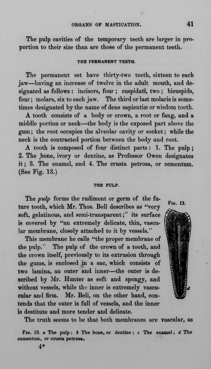 The pulp cavities of the temporary teeth are larger in pro- portion to their size than are those of the permanent teeth. THE PERMANENT TEETH. The permanent set have thirty-two teeth, sixteen to each jaw—having an increase of twelve in the adult mouth, and de- signated as follows : incisors, four ; cuspidati, two ; bicuspids, four; molars, six to each jaw. The third or last molaris is some- times designated by the name of dens sapientise or wisdom tooth. A tooth consists of a body or crown, a root or fang, and a middle portion or neck—the body is the exposed part above the gum; the root occupies the alveolar cavity or socket; while the neck is the contracted portion between the body and root. A tooth is composed of four distinct parts : 1. The pulp; 2. The ,bone, ivory or dentine, as Professor Owen designates it; 3. The enamel, and 4. The crusta petrosa, or cementum. (See Fig. 13.) THE PULP. Fig. 13. The pulp forms the rudiment or germ of the fu- ture tooth, which Mr. Thos. Bell describes as very soft, gelatinous, and semi-transparent; its surface is covered by an extremely delicate, thin, vascu- lar membrane, closely attached to it by vessels. This membrane he calls the proper membrane of the pulp. The pulp of the crown of a tooth, and the crown itself, previously to its extrusion through the gums, is enclosed in a sac, which consists of two lamina, an outer and inner—the outer is de- scribed by Mr. Hunter as soft and spongy, and without vessels, while the inner is extremely vascu- cular and firm. Mr. Bell, on the other hand, con- tends that the outer is full of vessels, and the inner is destitute and more tender and delicate. The truth seems to be that both membranes are vascular, as Fig. 13. a The pulp ; b The bone, or dentine ; c The enamel; d The cementum, or crusta petrosa. 4*