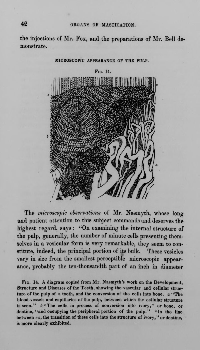 the injections of Mr. Fox, and the preparations of Mr. Bell de- monstrate. MICROSCOPIC APPEARANCE OF THE PULP. Fig. 14. The microscopic observations of Mr. Nasmyth, whose long and patient attention to this subject commands and deserves the highest regard, says: On examining the internal structure of the pulp, generally, the number of minute cells presenting them- selves in a vesicular form is very remarkable, they seem to con- stitute, indeed, the principal portion of its bulk. These vesicles vary in size from the smallest perceptible microscopic appear- ance, probably the ten-thousandth part of an inch in diameter Fig. 14. A diagram copied from Mr. Nasmyth's work on the Development, Structure and Diseases of the Teeth, showing the vascular and cellular struc- ture of the pulp of a tooth, and the conversion of the cells into bone, a The blood-vessels and capillaries of the pulp, between which the cellular structure is seen. b The cells in process of conversion into ivory, or bone, or dentine, and occupying the peripheral portion of the pulp. In the line between c c, the transition of these cells into the structure of ivory, or dentine, is more clearly exhibited.