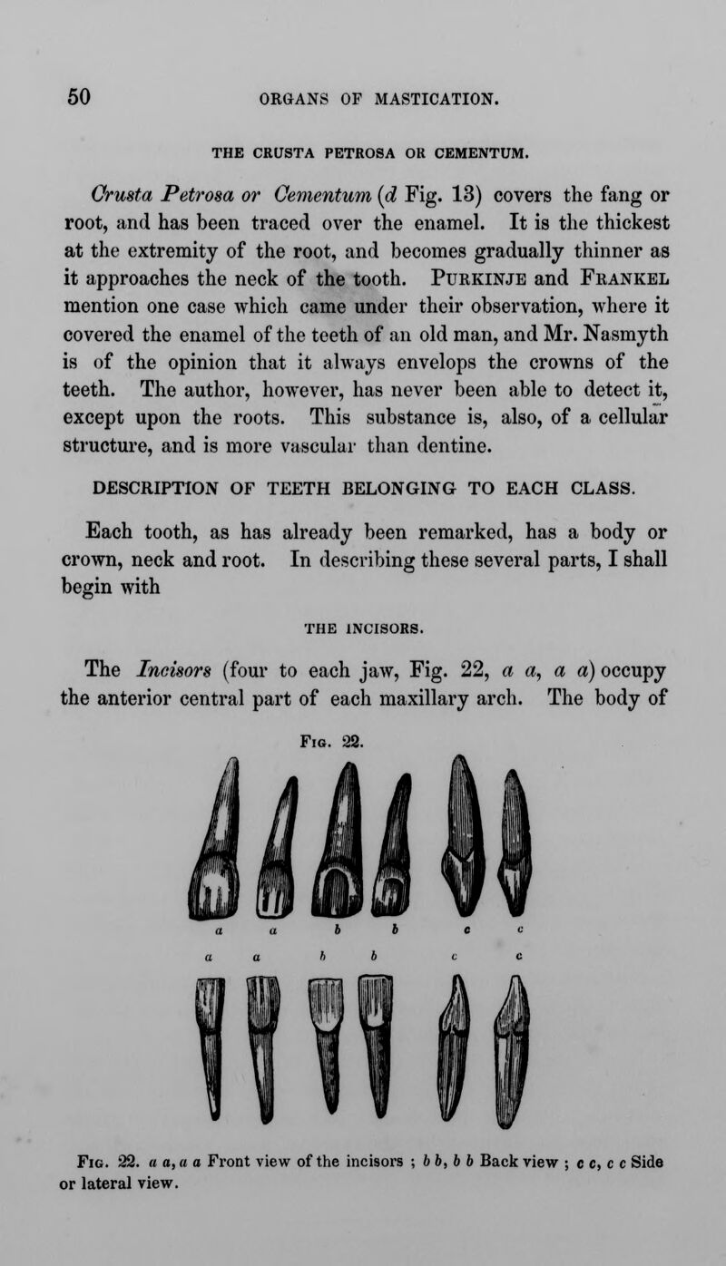 THE CRUSTA PETROSA OR CEMENTUM. Orusta Petrosa or Oementum {d Fig. 13) covers the fang or root, and has been traced over the enamel. It is the thickest at the extremity of the root, and becomes gradually thinner as it approaches the neck of the tooth. Purkinje and Frankel mention one case which came under their observation, where it covered the enamel of the teeth of an old man, and Mr. Nasmyth is of the opinion that it always envelops the crowns of the teeth. The author, however, has never been able to detect it, except upon the roots. This substance is, also, of a cellular structure, and is more vascular than dentine. DESCRIPTION OF TEETH BELONGING TO EACH CLASS. Each tooth, as has already been remarked, has a body or crown, neck and root. In describing these several parts, I shall begin with THE INCISORS. The Incisors (four to each jaw, Fig. 22, a a, a a) occupy the anterior central part of each maxillary arch. The body of Fig. 22. Fig. 22. a a, a a Front view of the incisors ; bb, b b Back view ; c c, c c Side or lateral view.