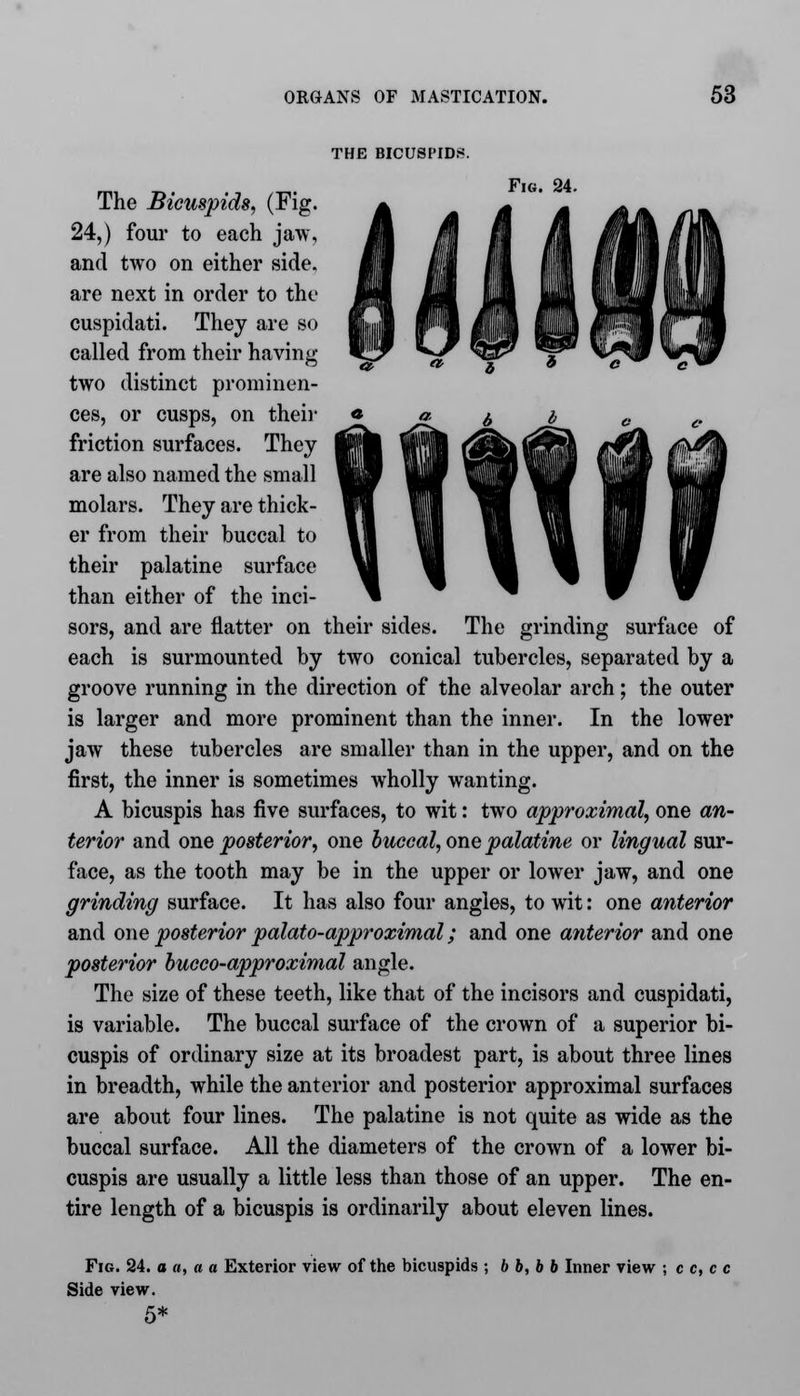 THE BICUSPIDS. Fig. 24. The grinding surface of The Bicuspids, (Fig. 24,) four to each jaw, and two on either side, are next in order to the cuspidati. They are so called from their having two distinct prominen- ces, or cusps, on their friction surfaces. They are also named the small molars. They are thick- er from their buccal to their palatine surface than either of the inci- sors, and are flatter on their sides, each is surmounted by two conical tubercles, separated by a groove running in the direction of the alveolar arch; the outer is larger and more prominent than the inner. In the lower jaw these tubercles are smaller than in the upper, and on the first, the inner is sometimes wholly wanting. A bicuspis has five surfaces, to wit: two approximal, one an- terior and one posterior, one buccal, one palatine or lingual sur- face, as the tooth may be in the upper or lower jaw, and one grinding surface. It has also four angles, to wit: one anterior and one posterior palato-approximal; and one anterior and one posterior bucco-approximal angle. The size of these teeth, like that of the incisors and cuspidati, is variable. The buccal surface of the crown of a superior bi- cuspis of ordinary size at its broadest part, is about three lines in breadth, while the anterior and posterior approximal surfaces are about four lines. The palatine is not quite as wide as the buccal surface. All the diameters of the crown of a lower bi- cuspis are usually a little less than those of an upper. The en- tire length of a bicuspis is ordinarily about eleven lines. Fig. 24. a a, a a Exterior view of the bicuspids ; b b, b b Inner view ; c c, c c Side view. 5*