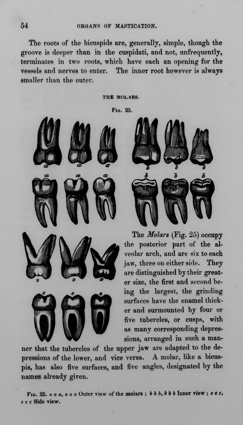 The roots of the bicuspids are, generally, simple, though the groove is deeper than in the cuspidati, and not, unfrequently, terminates in two roots, which have each an opening for the vessels and nerves to enter. The inner root however is always smaller than the outer. THE MOLARS. Fig. 25. The Molars (Fig. 25) occupy the posterior part of the al- veolar arch, and are six to each jaw, three on either side. They are distinguished by their great- er size, the first and second be- ing the largest, the grinding surfaces have the enamel thick- er and surmounted by four or five tubercles, or cusps, with as many corresponding depres- sions, arranged in such a man- ner that the tubercles of the upper jaw are adapted to the de- pressions of the lower, and vice versa. A molar, like a bicus- pis, has also five surfaces, and five angles, designated by the names already given. Fig. 25. a a a, a a a Outer view of the molars ; bbb,bbb Inner view ; c e c, c c c Side view.