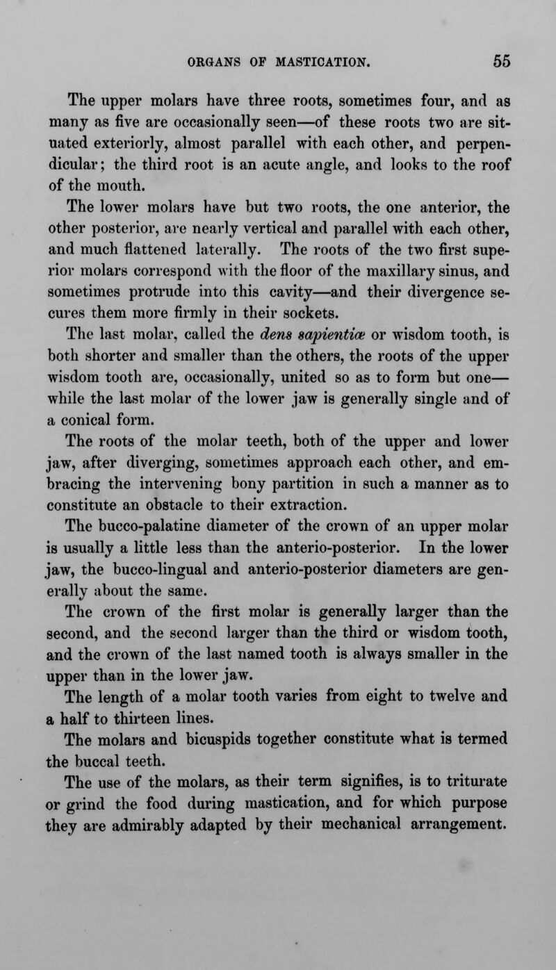 The upper molars have three roots, sometimes four, and as many as five are occasionally seen—of these roots two are sit- uated exteriorly, almost parallel with each other, and perpen- dicular ; the third root is an acute angle, and looks to the roof of the mouth. The lower molars have but two roots, the one anterior, the other posterior, are nearly vertical and parallel with each other, and much flattened laterally. The roots of the two first supe- rior molars correspond with the floor of the maxillary sinus, and sometimes protrude into this cavity—and their divergence se- cures them more firmly in their sockets. The last molar, called the dens sapientioe or wisdom tooth, is both shorter and smaller than the others, the roots of the upper wisdom tooth are, occasionally, united so as to form but one— while the last molar of the lower jaw is generally single and of a conical form. The roots of the molar teeth, both of the upper and lower jaw, after diverging, sometimes approach each other, and em- bracing the intervening bony partition in such a manner as to constitute an obstacle to their extraction. The bucco-palatine diameter of the crown of an upper molar is usually a little less than the anterio-posterior. In the lower jaw, the bucco-lingual and anterio-posterior diameters are gen- erally about the same. The crown of the first molar is generally larger than the second, and the second larger than the third or wisdom tooth, and the crown of the last named tooth is always smaller in the upper than in the lower jaw. The length of a molar tooth varies from eight to twelve and a half to thirteen lines. The molars and bicuspids together constitute what is termed the buccal teeth. The use of the molars, as their term signifies, is to triturate or grind the food during mastication, and for which purpose they are admirably adapted by their mechanical arrangement.