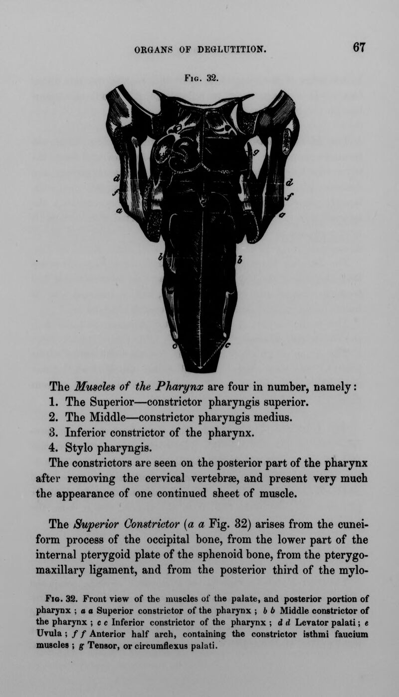 Fig. 32. 67 The Muscles of the Pharynx are four in number, namely: 1. The Superior—constrictor pharyngis superior. 2. The Middle—constrictor pharyngis medius. 3. Inferior constrictor of the pharynx. 4. Stylo pharyngis. The constrictors are seen on the posterior part of the pharynx after removing the cervical vertebrae, and present very much the appearance of one continued sheet of muscle. The Superior Constrictor {a a Fig. 32) arises from the cunei- form process of the occipital bone, from the lower part of the internal pterygoid plate of the sphenoid bone, from the pterygo- maxillary ligament, and from the posterior third of the mylo- Fig. 32. Front view of the muscles of the palate, and posterior portion of pharynx ; a a Superior constrictor of the pharynx ; b b Middle constrictor of the pharynx ; c c Inferior constrictor of the pharynx ; d d Levator palati; e Uvula ; / / Anterior half arch, containing the constrictor isthmi faucium muscles ; g Tensor, or circumflexus palati.