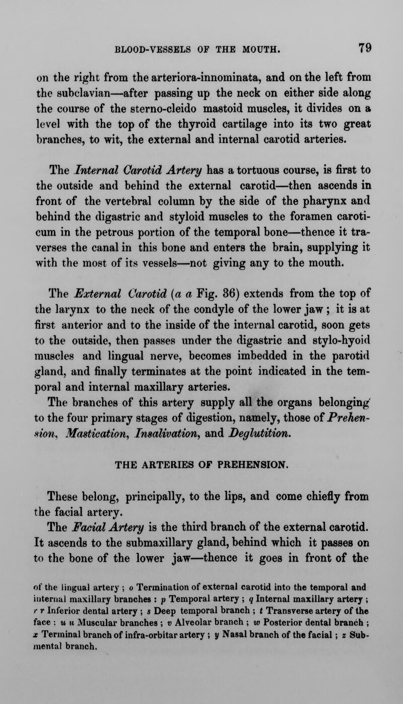 on the right from the arteriora-innominata, and on the left from the subclavian—after passing up the neck on either side along the course of the sterno-cleido mastoid muscles, it divides on a level with the top of the thyroid cartilage into its two great branches, to wit, the external and internal carotid arteries. The Internal Carotid Artery has a tortuous course, is first to the outside and behind the external carotid—then ascends in front of the vertebral column by the side of the pharynx and behind the digastric and styloid muscles to the foramen caroti- cum in the petrous portion of the temporal bone—thence it tra- verses the canal in this bone and enters the brain, supplying it with the most of its vessels—not giving any to the mouth. The External Carotid (a a Fig. 36) extends from the top of the larynx to the neck of the condyle of the lower jaw ; it is at first anterior and to the inside of the internal carotid, soon gets to the outside, then passes under the digastric and stylo-hyoid muscles and lingual nerve, becomes imbedded in the parotid gland, and finally terminates at the point indicated in the tem- poral and internal maxillary arteries. The branches of this artery supply all the organs belonging to the four primary stages of digestion, namely, those of Prehen- 8ton, Mastication, Imalivation, and Deglutition. THE ARTERIES OF PREHENSION. These belong, principally, to the lips, and come chiefly from the facial artery. The Facial Artery is the third branch of the external carotid. It ascends to the submaxillary gland, behind which it passes on to the bone of the lower jaw—thence it goes in front of the of the lingual artery ; o Termination of external carotid into the temporal and internal maxillary branches : p Temporal artery ; q Internal maxillary artery ; r r Inferior dental artery ; s Deep temporal branch ; t Transverse artery of the face -. u it Muscular branches ; v Alveolar branch ; w Posterior dental branch ; x Terminal branch of infra-orbitar artery ; y Nasal branch of the facial; z Sub- mental branch.