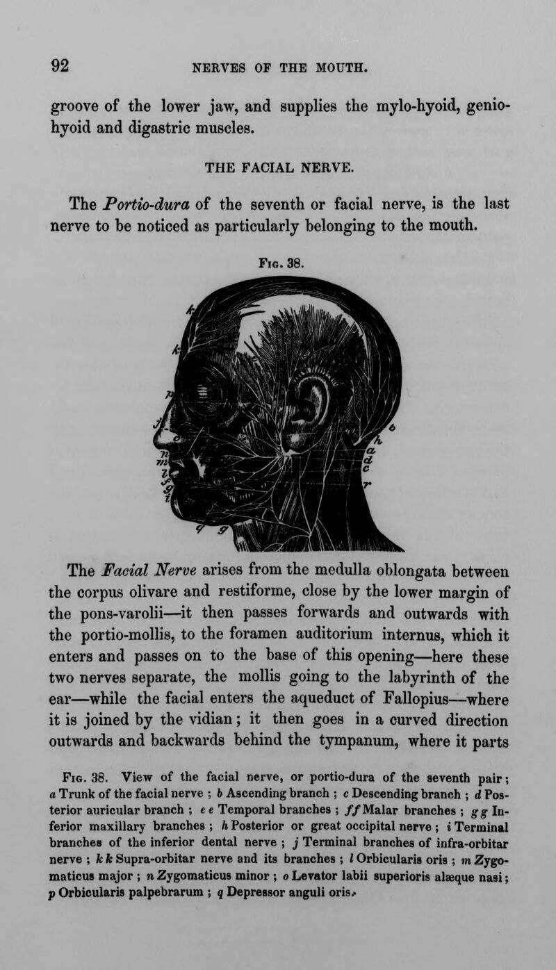 groove of the lower jaw, and supplies the mylo-hyoid, genio- hyoid and digastric muscles. THE FACIAL NERVE. The Portio-dura of the seventh or facial nerve, is the last nerve to be noticed as particularly belonging to the mouth. Fig. 38. The Facial Nerve arises from the medulla oblongata between the corpus olivare and restiforme, close by the lower margin of the pons-varolii—it then passes forwards and outwards with the portio-mollis, to the foramen auditorium internus, which it enters and passes on to the base of this opening—here these two nerves separate, the mollis going to the labyrinth of the ear—while the facial enters the aqueduct of Fallopius—where it is joined by the vidian; it then goes in a curved direction outwards and backwards behind the tympanum, where it parts Fig. 38. View of the facial nerve, or portio-dura of the seventh pair; a Trunk of the facial nerve ; b Ascending branch ; c Descending branch ; d Pos- terior auricular branch ; e e Temporal branches ; //Malar branches ; gg In- ferior maxillary branches ; h Posterior or great occipital nerve ; i Terminal branches of the inferior dental nerve ; j Terminal branches of infra-orbitar nerve ; k k Supra-orbitar nerve and its branches ; I Orbicularis oris ; m Zygo- matics major ; n Zygomaticus minor ; o Levator labii superioris alaeque nasi; p Orbicularis palpebrarum ; q Depressor anguli oris*