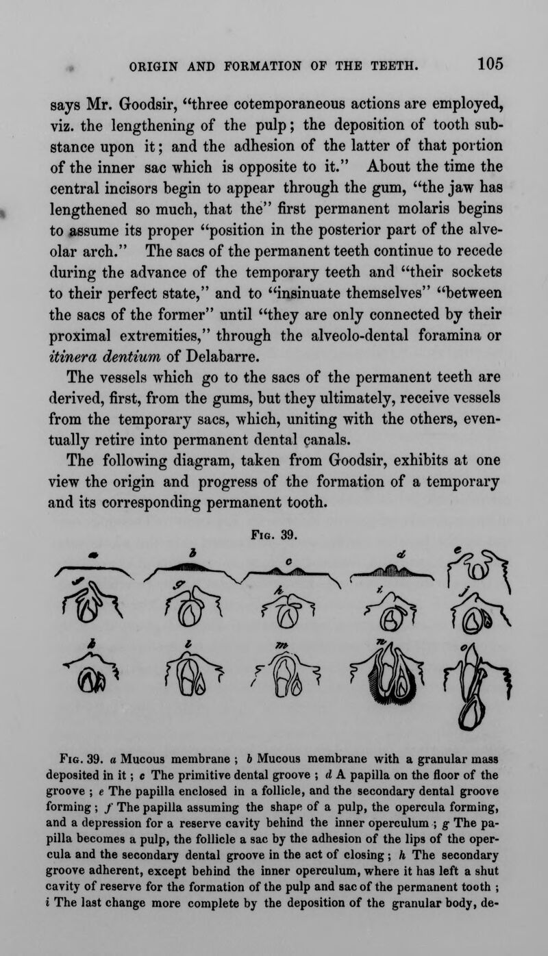 says Mr. Goodsir, three cotemporaneous actions are employed, viz. the lengthening of the pulp; the deposition of tooth sub- stance upon it; and the adhesion of the latter of that portion of the inner sac which is opposite to it. About the time the central incisors begin to appear through the gum, the jaw has lengthened so much, that the first permanent molaris begins to assume its proper position in the posterior part of the alve- olar arch. The sacs of the permanent teeth continue to recede during the advance of the temporary teeth and their sockets to their perfect state, and to insinuate themselves between the sacs of the former until they are only connected by their proximal extremities, through the alveolo-dental foramina or itinera dentium of Delabarre. The vessels which go to the sacs of the permanent teeth are derived, first, from the gums, but they ultimately, receive vessels from the temporary sacs, which, uniting with the others, even- tually retire into permanent dental canals. The following diagram, taken from Goodsir, exhibits at one view the origin and progress of the formation of a temporary and its corresponding permanent tooth. Fig. 39. T—^ &' Fig. 39. a Mucous membrane ; b Mucous membrane with a granular mass deposited in it; c The primitive dental groove ; d A papilla on the floor of the groove ; e The papilla enclosed in a follicle, and the secondary dental groove forming; / The papilla assuming the shape of a pulp, the opercula forming, and a depression for a reserve cavity behind the inner operculum ; g The pa- pilla becomes a pulp, the follicle a sac by the adhesion of the lips of the oper- cula and the secondary dental groove in the act of closing ; h The secondary groove adherent, except behind the inner operculum, where it has left a shut cavity of reserve for the formation of the pulp and sac of the permanent tooth ; i The last change more complete by the deposition of the granular body, de-