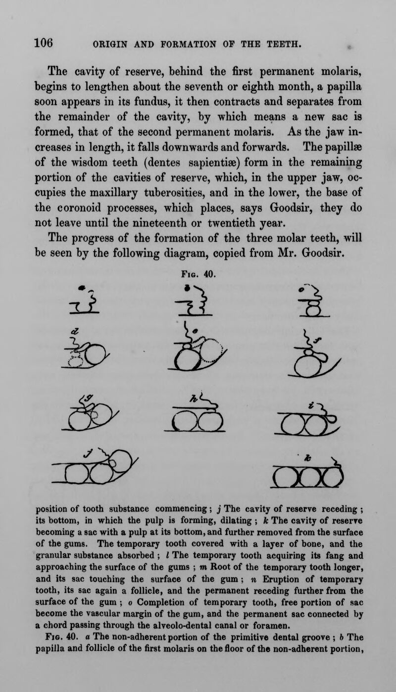 The cavity of reserve, behind the first permanent molaris, begins to lengthen about the seventh or eighth month, a papilla soon appears in its fundus, it then contracts and separates from the remainder of the cavity, by which means a new sac is formed, that of the second permanent molaris. As the jaw in- creases in length, it falls downwards and forwards. The papillae of the wisdom teeth (dentes sapientiae) form in the remaining portion of the cavities of reserve, which, in the upper jaw, oc- cupies the maxillary tuberosities, and in the lower, the base of the coronoid processes, which places, says Goodsir, they do not leave until the nineteenth or twentieth year. The progress of the formation of the three molar teeth, will be seen by the following diagram, copied from Mr. Goodsir. Fig. 40. ^L a r position of tooth substance commencing ; j The cavity of reserve receding ; its bottom, in which the pulp is forming, dilating ; A; The cavity of reserve becoming a sac with a pulp at its bottom, and further removed from the surface of the gums. The temporary tooth covered with a layer of bone, and the granular substance absorbed ; I The temporary tooth acquiring its fang and approaching the surface of the gums ; m Root of the temporary tooth longer, and its sac touching the surface of the gum ; n Eruption of temporary tooth, its sac again a follicle, and the permanent receding further from the surface of the gum ; o Completion of temporary tooth, free portion of sac become the vascular margin of the gum, and the permanent sac connected by a chord passing through the alveolo-dental canal or foramen. Fig. 40. a The non-adherent portion of the primitive dental groove ; b The papilla and follicle of the first molaris on the floor of the non-adherent portion,