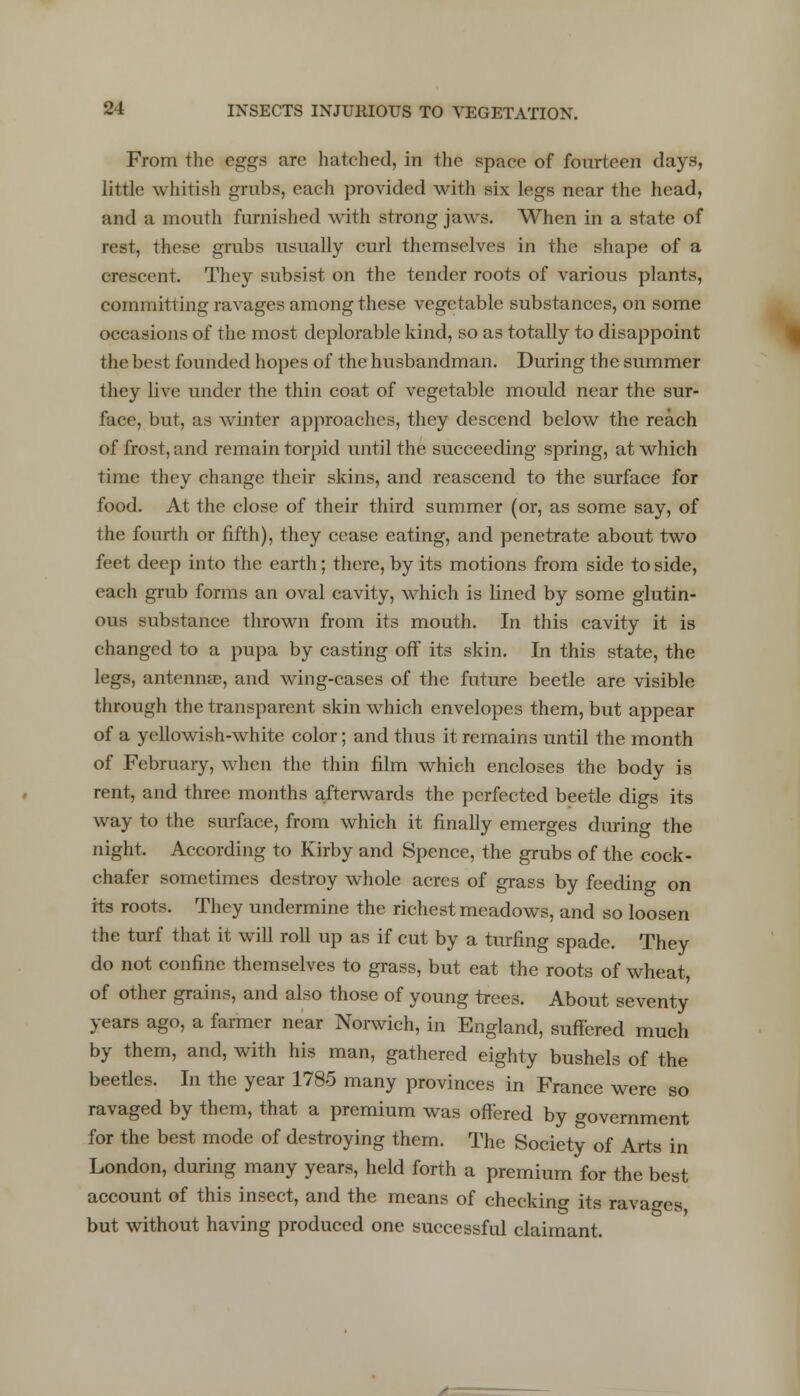 From the eggs are hatched, in the space of fourteen days, little whitish grubs, each provided with six legs near the head, and a mouth furnished with strong jaws. When in a state of rest, these grubs usually curl themselves in the shape of a crescent. They subsist on the tender roots of various plants, committing ravages among these vegetable substances, on some occasions of the most deplorable kind, so as totally to disappoint the best founded hopes of the husbandman. During the summer they live under the thin coat of vegetable mould near the sur- face, but, as winter approaches, they descend below the reach of frost, and remain torpid until the succeeding spring, at which time they change their skins, and reascend to the surface for food. At the close of their third summer (or, as some say, of the fourth or fifth), they cease eating, and penetrate about two feet deep into the earth; there, by its motions from side to side, each grub forms an oval cavity, which is lined by some glutin- ous substance thrown from its mouth. In this cavity it is changed to a pupa by casting off its skin. In this state, the legs, antennas, and wing-cases of the future beetle are visible through the transparent skin which envelopes them, but appear of a yellowish-white color; and thus it remains until the month of February, when the thin film which encloses the body is rent, and three months afterwards the perfected beetle digs its way to the surface, from which it finally emerges during the night. According to Kirby and Spence, the grubs of the cock- chafer sometimes destroy whole acres of grass by feeding on its roots. They undermine the richest meadows, and so loosen the turf that it will roll up as if cut by a turfing spade. They do not confine themselves to grass, but eat the roots of wheat, of other grains, and also those of young trees. About seventy years ago, a farmer near Norwich, in England, suffered much by them, and, with his man, gathered eighty bushels of the beetles. In the year 1785 many provinces in France were so ravaged by them, that a premium was offered by government for the best mode of destroying them. The Society of Arts in London, during many years, held forth a premium for the best account of this insect, and the means of checking its ravages but without having produced one successful claimant.