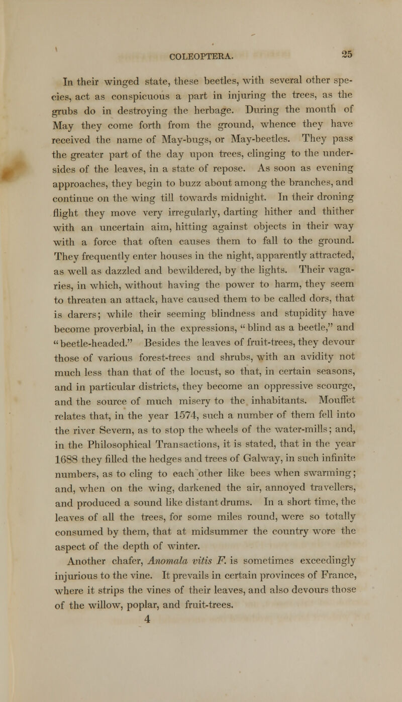 In their winged state, these beetles, with several other spe- cies, act as conspicuous a part in injuring the trees, as the grubs do in destroying the herbage. During the month of May they come forth from the ground, whence they have received the name of May-bugs, or May-beetles. They pass the greater part of the day upon trees, clinging to the under- sides of the leaves, in a state of repose. As soon as evening approaches, they begin to buzz about among the branches, and continue on the wing till towards midnight. In their droning flight they move very irregularly, darting hither and thither with an uncertain aim, hitting against objects in their way with a force that often causes them to fall to the ground. They frequently enter houses in the night, apparently attracted, as well as dazzled and bewildered, by the lights. Their vaga- ries, in which, without having the power to harm, they seem to threaten an attack, have caused them to be called dors, that is darers; while their seeming blindness and stupidity have become proverbial, in the expressions,  blind as a beetle, and beetle-headed. Besides the leaves of fruit-trees, they devour those of various forest-trees and shrubs, with an avidity not much less than that of the locust, so that, in certain seasons, and in particular districts, they become an oppressive scourge, and the source of much misery to the inhabitants. Mouffet relates that, in the year 1574, such a number of them fell into the river Severn, as to stop the wheels of the water-mills; and, in the Philosophical Transactions, it is stated, that in the year 1688 they filled the hedges and trees of Galway, in such infinite numbers, as to cling to each other like bees when swarming; and, when on the wing, darkened the air, annoyed travellers, and produced a sound like distant drums. In a short time, the leaves of all the trees, for some miles round, were so totally consumed by them, that at midsummer the country wore the aspect of the depth of winter. Another chafer, Anomala vitis F. is sometimes exceedingly injurious to the vine. It prevails in certain provinces of France, where it strips the vines of their leaves, and also devours those of the willow, poplar, and fruit-trees. 4