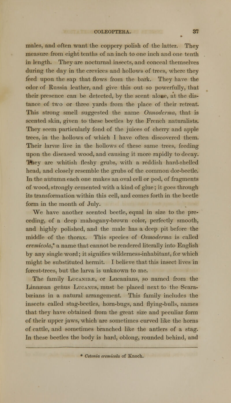 ♦ males, and often want the coppery polish of the latter. They measure from eight tenths of an inch to one inch and one tenth in length. They are nocturnal insects, and conceal themselves during the day in the crevices and hollows of trees, where they feed upon the sap that flows from the bark. They have the odor of Russia leather, and give this out so powerfully, that their presence can be detected, by the scent alone, at the dis- tance of two or three yards from the place of their retreat. This strong smell suggested the name Osmoderma, that is scented skin, given to these beetles by the French naturalists. They seem particularly fond of the juices of cherry and apple trees, in the hollows of which I have often discovered them. Their larva? live in the hollows of these same trees, feeding upon the diseased wood, and causing it more rapidly to decay. T4iey are whitish fleshy grubs, with a reddish hard-shelled head, and closely resemble the grubs of the common dor-beetle. In the autumn each one makes an oval cell or pod, of fragments of wood, strongly cemented with a kind of glue; it goes through its transformation within this cell, and comes forth in the beetle form in the month of July. We have another scented beetle, equal in size to the pre- ceding, of a deep mahogany-brown color, perfectly smooth, and highly polished, and the male has a deep pit before the middle of the thorax. This species of Osmoderma is called eremicola* a name that cannot be rendered literally into English by any single word; it signifies wilderness-inhabitant, for which might be substituted hermit. I believe that this insect lives in forest-trees, but the larva is unknown to me. The family Lucanidjs, or Lucanians, so named from the Linnaean genus Lucanus, must be placed next to the Scara- baeians in a natural arrangement. This family includes the insects called stag-beetles, horn-bugs, and flying-bulls, names that they have obtained from the great size and peculiar form of their upper jaws, which are sometimes curved like the horns of cattle, and sometimes branched like the antlers of a stag. In these beetles the body is hard, oblong, rounded behind, and * Cetonia eremicola of Knoch.