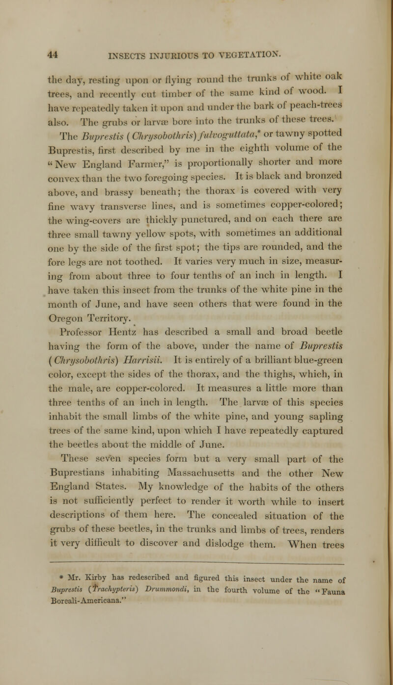 the day, resting upon or flying round the tranki of white oak trees, and recently cut timber of the same kind of wood. I have repeatedly taken it upon and tmderthe bark of peach-trees also. The grabs or larva- bore into the trunks of these trees. The- Buprestis ( Ohrysobottoris) fulvoguMata,* or tawny spotted Buprestis, first described by me in the eighth volume of the New England Farmer, is proportionally shorter and more convex than the two foregoing species. It is black and bronzed above, and brassy beneath; the thorax is covered with very fine wavy transverse lines, and is sometimes copper-colored; the wing-covers are thickly punctured, and on each there are three small tawny yellow spots, with sometimes an additional one by the side of the first spot; the tips are rounded, and the fore legs are not toothed. It varies very much in size, measur- ing from about three to four tenths of an inch in length. I have taken this insect from the trunks of the white pine in the month of June, and have seen others that were found in the Oregon Territory. Professor Hentz has described a small and broad beetle having the form of the above, under the name of Buprestis (Chrysobothris) Harrisii. It is entirely of a brilliant blue-green color, except the sides of the thorax, and the thighs, which, in the male, are copper-colored. It measures a little more than three tenths of an inch in length. The larvae of this species inhabit the small limbs of the white pine, and young sapling trees of the same kind, upon which I have repeatedly captured the beetles about the middle of June. These seven species form but a very small part of the Buprestians inhabiting Massachusetts and the other New England States. My knowledge of the habits of the others is not sufficiently perfect to render it worth while to insert descriptions of them here. The concealed situation of the grubs of these beetles, in the trunks and limbs of trees, renders it very difficult to discover and dislodge them. When trees * Mr. Kirby has redescribed and figured this insect under the name of Buprestis (trachypteris) Drummotidi, in the fourth volume of the Fauna Boreali-Americana.