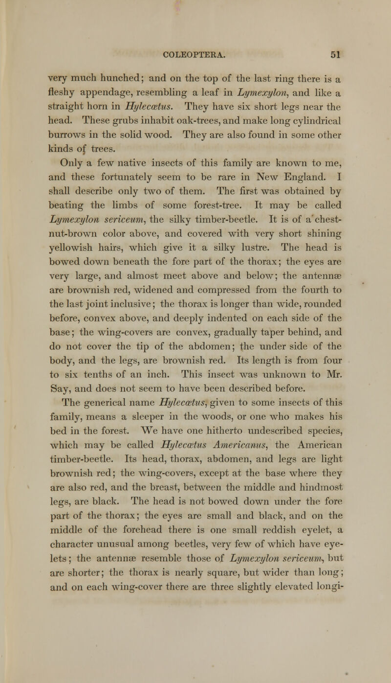 very much hunched; and on the top of the last ring there is a fleshy appendage, resembling a leaf in Lymexylon, and like a straight horn in Hyleccetus. They have six short legs near the head. These grubs inhabit oak-trees, and make long cylindrical burrows in the solid wood. They are also found in some other kinds of trees. Only a few native insects of this family are known to me, and these fortunately seem to be rare in New England. I shall describe only two of them. The first was obtained by beating the limbs of some forest-tree. It may be called Lymexylon sericeum, the silky timber-beetle. It is of a'chest- nut-brown color above, and covered with very short shining yellowish hairs, which give it a silky lustre. The head is bowed down beneath the fore part of the thorax; the eyes are very large, and almost meet above and below; the antenna? are brownish red, widened and compressed from the fourth to the last joint inclusive; the thorax is longer than wide, rounded before, convex above, and deeply indented on each side of the base; the wing-covers are convex, gradually taper behind, and do not cover the tip of the abdomen; the under side of the body, and the legs, are brownish red. Its length is from four to six tenths of an inch. This insect was unknown to Mr. Say, and does not seem to have been described before. The generical name Hyleccetus, given to some insects of this family, means a sleeper in the woods, or one who makes his bed in the forest. We have one hitherto undescribed species, which may be called Hyleccetus Americanus, the American timber-beetle. Its head, thorax, abdomen, and legs are light brownish red; the wing-covers, except at the base where they are also red, and the breast, between the middle and hindmost legs, are black. The head is not bowed down under the fore part of the thorax; the eyes are small and black, and on the middle of the forehead there is one small reddish eyelet, a character unusual among beetles, very few of which have eye- lets ; the antennae resemble those of Lymexylon sericeum-, but arc shorter; the thorax is nearly square, but wider than long; and on each wing-cover there are three slightly elevated longi-