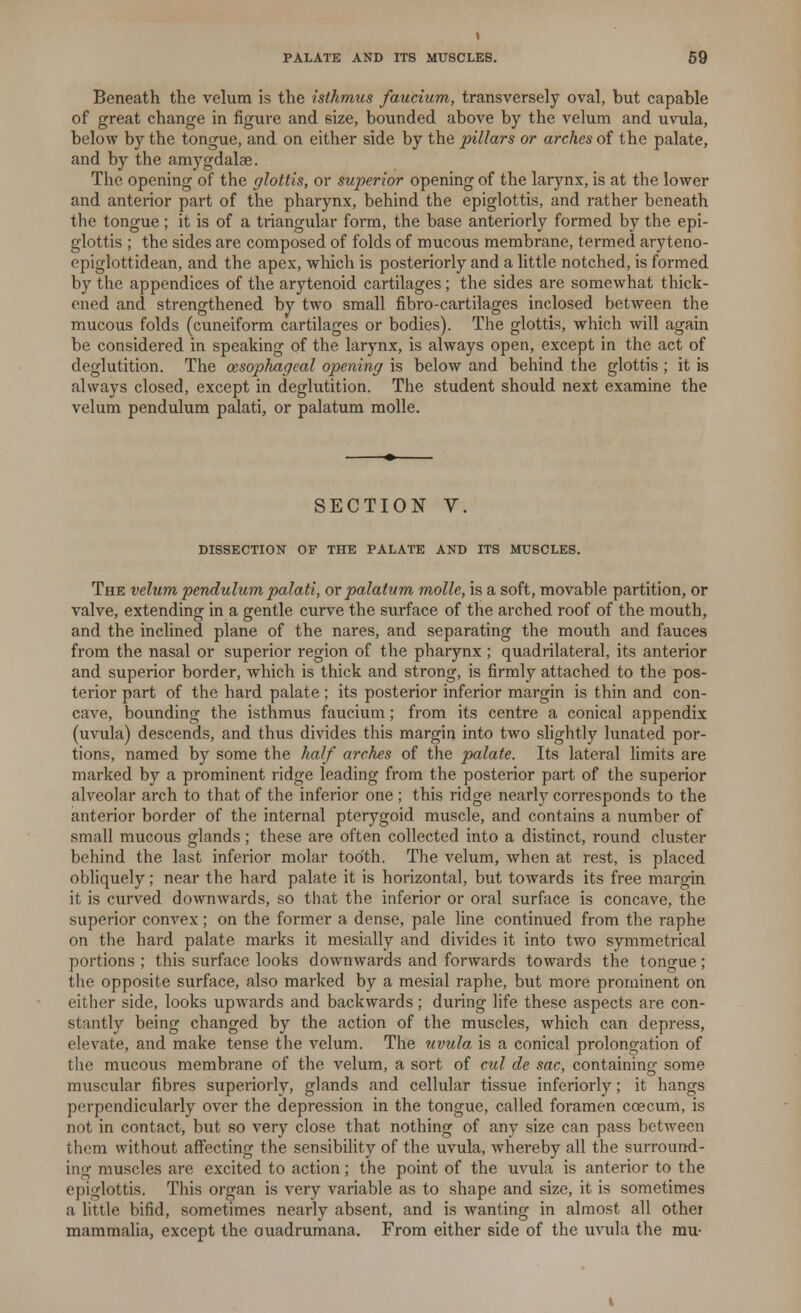 Beneath the velum is the isthmus faucium, transversely oval, but capable of great change in figure and size, bounded above by the velum and uvula, below by the tongue, and on either side by the pillars or arches of the palate, and by the amygdalae. The opening of the glottis, or superior opening of the larynx, is at the lower and anterior part of the pharynx, behind the epiglottis, and rather beneath the tongue ; it is of a triangular form, the base anteriorly formed by the epi- glottis ; the sides are composed of folds of mucous membrane, termed aryteno- cpiglottidean, and the apex, which is posteriorly and a little notched, is formed by the appendices of the arytenoid cartilages; the sides are somewhat thick- ened and strengthened by two small fibro-cartilages inclosed between the mucous folds (cuneiform cartilages or bodies). The glottis, which will again be considered in speaking of the larynx, is always open, except in the act of deglutition. The oesophageal opening is below and behind the glottis ; it is always closed, except in deglutition. The student should next examine the velum pendulum palati, or palatum molle. SECTION V. DISSECTION OF THE PALATE AND ITS MUSCLES. The velum pendulum palati, or palatum molle, is a soft, movable partition, or valve, extending in a gentle curve the surface of the arched roof of the mouth, and the inclined plane of the nares, and separating the mouth and fauces from the nasal or superior region of the pharynx ; quadrilateral, its anterior and superior border, which is thick and strong, is firmly attached to the pos- terior part of the hard palate; its posterior inferior margin is thin and con- cave, bounding the isthmus faucium ; from its centre a conical appendix (uvula) descends, and thus divides this margin into two slightly lunated por- tions, named by some the half arches of the palate. Its lateral limits are marked by a prominent ridge leading from the posterior part of the superior alveolar arch to that of the inferior one ; this ridge nearly corresponds to the anterior border of the internal pterygoid muscle, and contains a number of small mucous glands; these are often collected into a distinct, round cluster behind the last inferior molar tooth. The velum, when at rest, is placed ohliquely; near the hard palate it is horizontal, but towards its free margin it is curved downwards, so that the inferior or oral surface is concave, the superior convex; on the former a dense, pale line continued from the raphe on the hard palate marks it mesially and divides it into two symmetrical portions ; this surface looks downwards and forwards towards the tono-ue ; the opposite surface, also marked by a mesial raphe, but more prominent on either side, looks upwards and backwards; during life these aspects are con- stantly being changed by the action of the muscles, which can depress, elevate, and make tense the velum. The uvula is a conical prolongation of the mucous membrane of the. velum, a sort of cul de sac, containing some muscular fibres superiorly, glands and cellular tissue inferiorly; it hangs perpendicularly over the depression in the tongue, called foramen ccecum, is not in contact, but so very close that nothing of any size can pass between them without affecting the sensibility of the uvula, whereby all the surround- ing muscles are excited to action; the point of the uvula is anterior to the epiglottis. This organ is very variable as to shape and size, it is sometimes a little bifid, sometimes nearly absent, and is wanting in almost all other mammalia, except the ouadrumana. From either side of the uvula the mu-