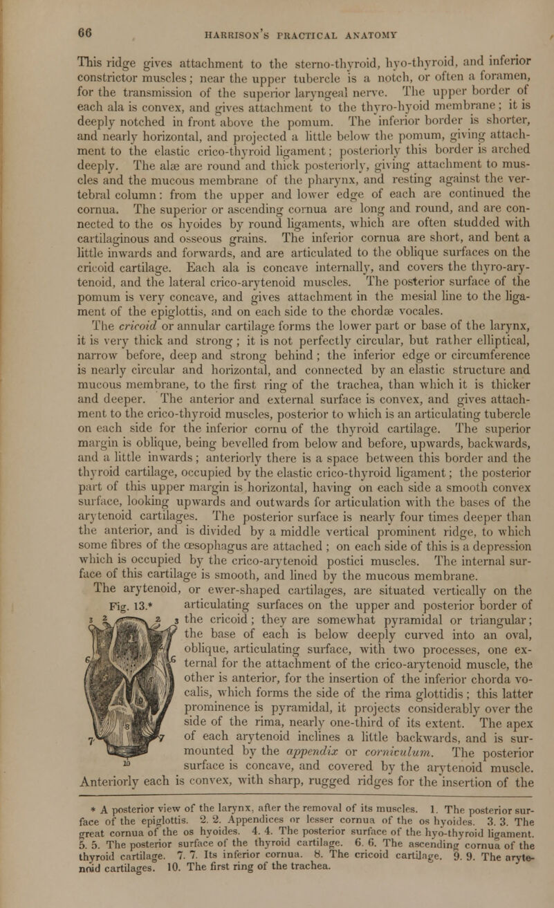 This ridge gives attachment to the sterno-thyroid, hyo-thyroid, and inferior constrictor muscles; near the upper tubercle is a notch, or often a foramen, for the transmission of the superior Laryngeal nerve. The upper border of each ala is convex, and gives attachment to the thyro-hyoid membrane; it is deeply notched in front above the pomum. The inferior bolder is shorter, and nearly horizontal, and projected a little below the pomum, giving attach- ment to the elastic crico-thyroid ligament; posteriorly this border is arched deeply. The alee are round and thick posteriorly, giving attachment to mus- cles and the mucous membrane of the pharynx, and resting against the ver- tebral column: from the, upper and lower edge of each are continued the cornua. The superior or ascending cornua are long and round, and are con- nected to the os hyoides by round ligaments, which are often studded with cartilaginous and osseous grains. The inferior cornua are short, and bent a little inwards and forwards, and are articulated to the oblique surfaces on the cricoid cartilage. Each ala is concave internally, and covers the thyroary- tenoid, and the lateral crico-arytenoid muscles. The posterior surface of the pomum is very concave, and gives attachment in the mesial line to the liga- ment of the epiglottis, and on each side to the chordee vocales. The cricoid or annular cartilage forms the lower part or base of the larynx, it is very thick and strong ; it is not perfectly circular, but rather elliptical, narrow before, deep and strong behind; the inferior edge or circumference is nearly circular and horizontal, and connected by an elastic structure and mucous membrane, to the first ring of the trachea, than which it is thicker and deeper. The anterior and external surface is convex, and gives attach- ment to the crico-thyroid muscles, posterior to which is an articulating tubercle on each side for the inferior cornu of the thyroid cartilage. The superior margin is oblique, being bevelled from below and before, upwards, backwards, and a little inwards; anteriorly there is a space between this border and the thyroid cartilage, occupied by the elastic crico-thyroid ligament; the posterior part of this upper margin is horizontal, having on each side a smooth convex surface, looking upwards and outwards for articulation with the bases of the arytenoid cartilages. The posterior surface is nearly four times deeper than the anterior, and is divided by a middle vertical prominent ridge, to which some fibres of the oesophagus are attached ; on each side of this is a depression which is occupied by the crico-arytenoid postici muscles. The internal sur- face of this cartilage is smooth, and lined by the mucous membrane. The arytenoid, or ewer-shaped cartilages, are situated vertically on the Fig. 13.* articulating surfaces on the upper and posterior border of the cricoid; they are somewhat pyramidal or triangular; the base of each is below deeply curved into an oval, oblique, articulating surface, with two processes, one ex- ternal for the attachment of the crico-arytenoid muscle, the other is anterior, for the insertion of the inferior chorda vo- calis, which forms the side of the rima glottidis; this latter prominence is pyramidal, it projects considerably over the side of the rima, nearly one-third of its extent. The apex of each arytenoid inclines a little backwards, and is sur- mounted by the appendix or corniculum. The posterior surface is concave, and covered by the arytenoid muscle. Anteriorly each is convex, with sharp, rugged ridges for the insertion of the * A posterior view of the larynx, after the removal of its muscles. 1. The posterior sur- face of the epiglottis. 2. 2. Appendices or lesser cornua of the os hyoides. 3. 3. The great cornua of the os hyoides. 4. 4. The posterior surface of the hyo-thyroid ligament. 5. 5. The posterior surface of the thyroid cartilage. 6. fi. The ascending cornua of the thyroid cartilage. 7. 7. Its inferior cornua. H. The cricoid cartilage. 9. 9. The aryte- noid cartilages. 10. The first ring of the trachea.
