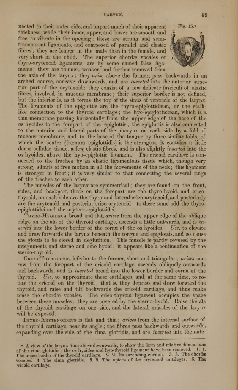 nected to their outer side, and impart much of their apparent Fig- 15.* thickness, while their inner, upper, and lower are smooth and free to vibrate in the opening; these are strong and semi- transparent ligaments, and composed of parallel and elastic fibres; they are longer in the male than in the female, and very short in the child. The superior chordae vocales or thyro-arytenoid ligaments, are by some named false liga- ments ; they are thinner, weaker, and further removed from the axis of the larynx; they arise above the former, pass backwards in an arched course, concave downwards, and are inserted into the anterior supe- rior part of the arytenoid; they consist of a few delicate fasciculi of elastic fibres, involved in mucous membrane; their superior border is not defined, but the inferior is, as it forms the top of the sinus of ventricle of the larynx. The ligaments of the epiglottis are the thyro-epiglottidaean, or the stalk- like connection to the thyroid cartilage; the hyo-epiglottidsean, which is a thin membrane passing horizontally from the upper edge of the base of the os hyoides to the forepart of the epiglottis; the epiglottis is also connected to the anterior and lateral parts of the pharynx on each side by a fold of mucous membrane, and to the base of the tongue by three similar folds, of which the centre (fraanum epiglottidis) is the strongest, it contains a little dense cellular tissue, a few elastic fibres, and is also slightly inserted into the os hyoides, above the hyo-epiglottic ligament. The cricoid cartilage is con- nected to the trachea by an elastic ligamentous tissue which, though very strong, admits of free motion in all the movements of the neck; this ligament is stronger in front; it is very similar to that connecting the several rings of the trachea to each other. The muscles of the larynx are symmetrical; they are found on the front, sides, and backpart, those on the forepart are the thyro-hyoid, and crico- thyroid, on each side are the thyro and lateral crico-arytenoid, and posteriorly are the arytenoid and posterior crico-arytenoid; to these some add the thyrc- epiglottidei and the aryteno-epiglottidei. Thyuo-Hyoideus, broad and flat, arises from the upper edge of the oblique ridge on the ala of the thyroid cartilage, ascends a little outwards, and is in- serted into the lower border of the cornu of the os hyoides. Use, to elevate and draw forwards the larynx beneath the tongue and epiglottis, and so cause the glottis to be closed in deglutition. This muscle is partly covered by the integuments and sterno and omo-hyoid; it appears like a continuation of the sterno-thyroid. Crico-Thyroideus, inferior to the former, short and triangular; arises nar- row from the forepart of the cricoid cartilage, ascends obliquely outwards and backwards, and is inserted broad into the lower border and cornu of the thyroid. Use, to approximate these cartilages, and, at the same time, to ro- tate the cricoid on the thyroid; that is, they depress and draw forward the thyroid, and raise and tilt backwards the cricoid cartilage, and thus make tense the chordae vocales. The crico-thyroid ligament occupies the space between these muscles ; they are covered by the sterno-hyoid. Raise the ala of the thyroid cartilage on one side, and the lateral muscles of the larynx will be exposed. Thyro-Arytenoideus is fiat and thin; arises from the internal surface of the thyroid cartilage, near its angle; the fibres pass backwards and outwards, expanding over the side of the rima glottidis, and are inserted into the ante- * A view of the larynx from above downwards, to show the form and relative dimensions of the rima glottidis ; the os hyoides and hyo-thyroid ligament have been removed. I. 1. The upper border of the thyroid cartilage. 2. 2. its ascending comua. 3. 3. The chordae vocales. 4. The rima glottidis. 5. 5. The apices of the arytenoid cartilages. 6. The vicoid cartilage.