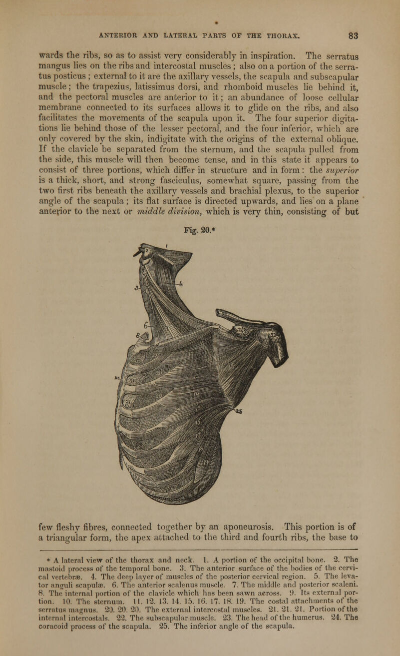 wards the ribs, so as to assist very considerably in inspiration. The serratus mangus lies on the ribs and intercostal muscles ; also on a portion of the serra- tus posticus ; external to it are the axillary vessels, the scapula and subscapular muscle; the trapezius, latissimus dorsi, and rhomboid muscles lie behind it, and the pectoral muscles are anterior to it; an abundance of loose cellular membrane connected to its surfaces allows it to glide on the ribs, and also facilitates the movements of the scapula upon it. The four superior digita- tions lie behind those of the lesser pectoral, and the four inferior, which are only covered by the skin, indigitate with the origins of the external oblique. If the clavicle be separated from the sternum, and the scapula pulled from the side, this muscle will then become tense, and in this state it appears to consist of three portions, which differ in structure and in form : the superior is a thick, short, and strong fasciculus, somewhat square, passing from the two first ribs beneath the axillary vessels and brachial plexus, to the superior angle of the scapula; its flat surface is directed upwards, and lies on a plane anterior to the next or middle division, which is very thin, consisting of but Pig. 20.* few fleshy fibres, connected together by an aponeurosis. This portion is of a triangular form, the apex attached to the third and fourth ribs, the base to * A lateral view of the thorax and neck. 1. A portion of the occipital bone. 2. The mastoid process of the temporal bone. .'1. The anterior surface of the bodies of the cervi- cal vertebra. 4. The deep layer of muscles of the posterior cervical region. 5. The leva- tor anguli scapulae. f>. The anterior scalenus muscle. 7. The middle and posterior scaleni. 8. The internal portion of the clavicle which has been sawn across, it. Its external por- tion. 10. The sternum. 11. 12. 13. 11. 15. 16. 17. 18. 19. The costal attachments of the serratus magniu. 20. 20. 20. The external intercostal muscles. 21. 21. 21. Portion of the internal intercostal*. 22. The subscapular muscle. 23. The head of the humerus. 24. The coracoid process of the scapula. 25. The inferior angle of the scapula.