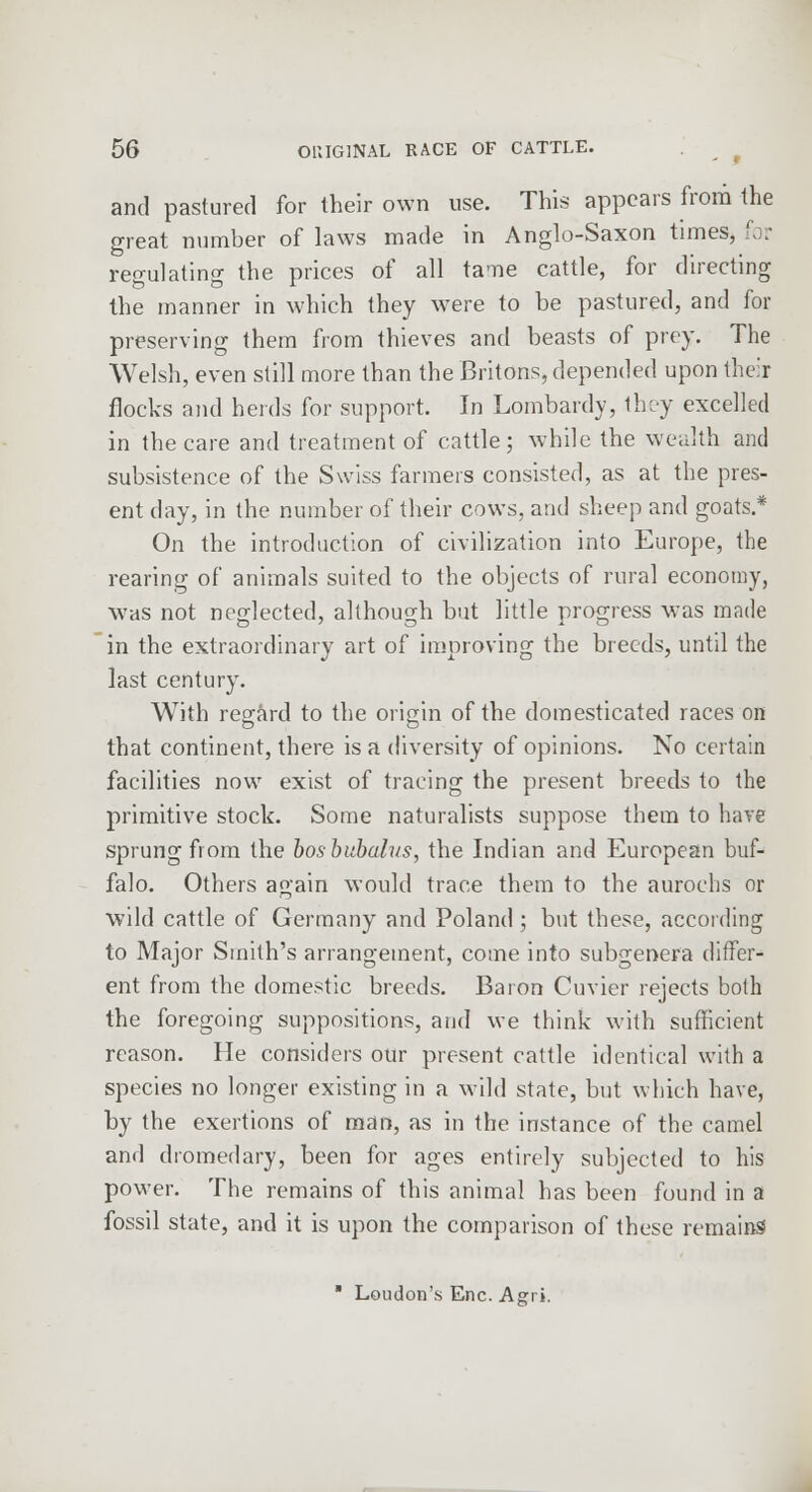 and pastured for their own use. This appears from the great number of laws made in Anglo-Saxon times, f< r regulating the prices of all tame cattle, for directing the manner in which they were to be pastured, and for preserving them from thieves and beasts of prey. The Welsh, even still more than the Britons, depended upon their flocks and herds for support. In Lombardy, they excelled in the care and treatment of cattle; while the wealth and subsistence of the Swiss farmers consisted, as at the pres- ent clay, in the number of their cows, and sheep and goats.* On the introduction of civilization into Europe, the rearing of animals suited to the objects of rural economy, was not neglected, although but little progress was made in the extraordinary art of improving the breeds, until the last century. With regard to the origin of the domesticated races on that continent, there is a diversity of opinions. No certain facilities now exist of tracing the present breeds to the primitive stock. Some naturalists suppose them to have sprung from the bosbubalvs, the Indian and European buf- falo. Others again would trace them to the aurochs or wild cattle of Germany and Poland ; but these, according to Major Smith's arrangement, come into subgenera differ- ent from the domestic breeds. Baron Cuvier rejects both the foregoing suppositions, and we think with sufficient reason. He considers our present cattle identical with a species no longer existing in a wild state, but which have, by the exertions of man, as in the instance of the camel and dromedary, been for ages entirely subjected to his power. The remains of this animal has been found in a fossil state, and it is upon the comparison of these remains  Loudon's Enc. Asri.