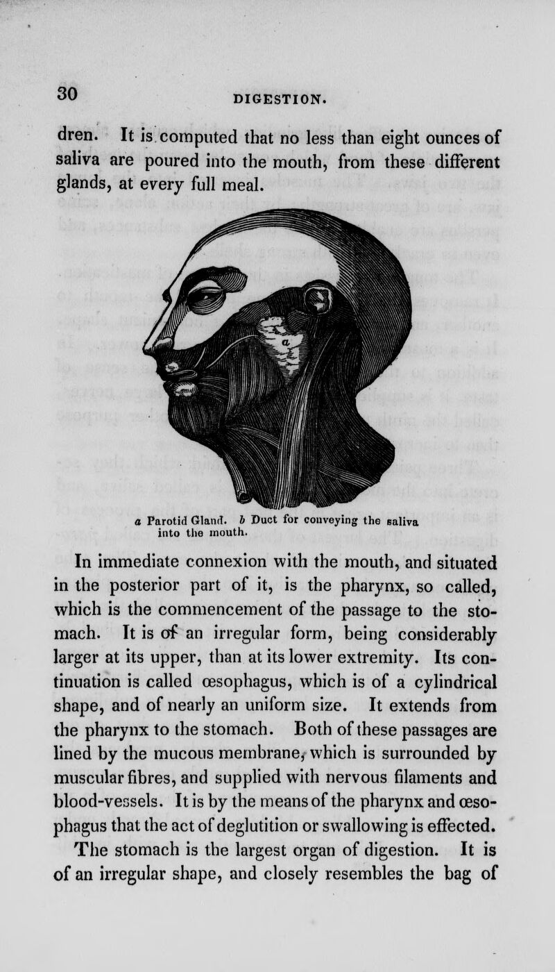 DIGESTION. dren. It is computed that no less than eight ounces of saliva are poured into the mouth, from these different glands, at every full meal. a Parotid Gland, b Duct for conveying the saliva into the mouth. In immediate connexion with the mouth, and situated in the posterior part of it, is the pharynx, so called, which is the commencement of the passage to the sto- mach. It is of an irregular form, being considerably larger at its upper, than at its lower extremity. Its con- tinuation is called oesophagus, which is of a cylindrical shape, and of nearly an uniform size. It extends from the pharynx to the stomach. Both of these passages are lined by the mucous membrane, which is surrounded by muscular fibres, and supplied with nervous filaments and blood-vessels. It is by the means of the pharynx and oeso- phagus that the act of deglutition or swallowing is effected. The stomach is the largest organ of digestion. It is of an irregular shape, and closely resembles the bag of