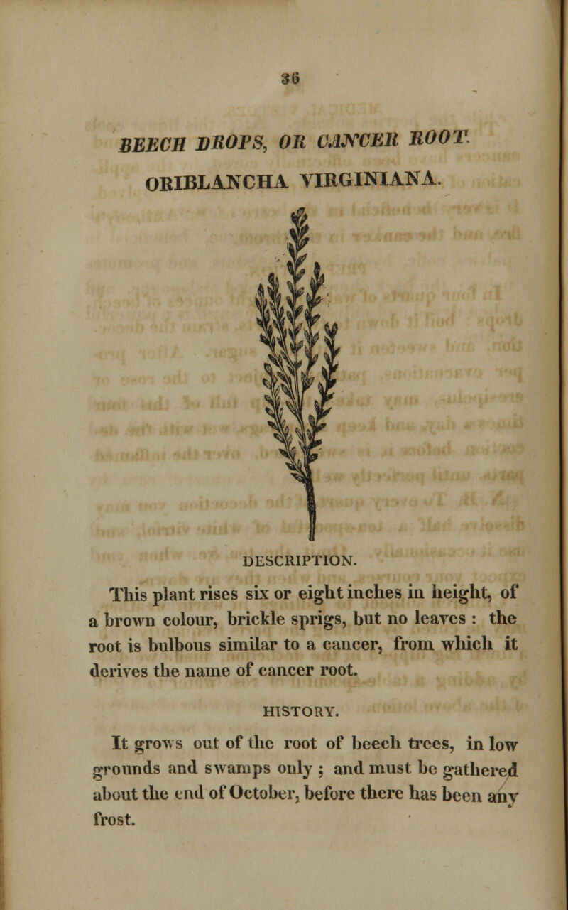 3(5 SEECH DROPS, Oil CANCER ROOT, ORIBLANCHA YIRGINIANA. ft DESCRIPTION. This plant rises six or eight inches in height, of a brown colour, brickie sprigs, but no leaves : the root is bulbous similar to a cancer, from which it derives the name of cancer root. HISTORY. It grows out of the root of beech trees, in low grounds and swamps only ; and must be gathered about the end of October, before there has been anv frost.