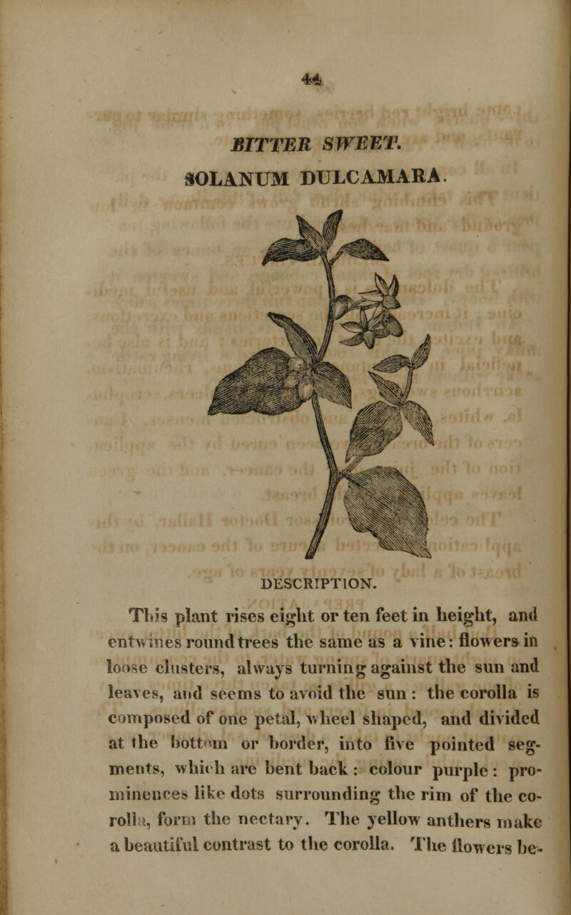 BITTER SWEET. SOLANUM DULCAMARA. DESCRIPTION. This plant rises eight or ten feet in height, and entwines round trees the same as a vine: flowers in loose clusters, always turning against the sun and leaves, and seems to avoid the sun : the corolla is composed of one petal, wheel shaped, and divided at the bottom or border, into five pointed seg- ments, whit h arc bent back : colour purple : pro- minences like dots surrounding the rim of the co- rolia, form the nectary. The yellow anthers make a beautiful contrast to the corolla. The flowers be-