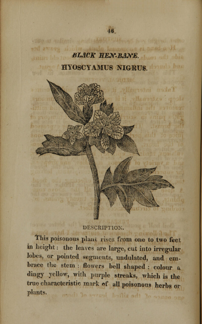 BLACK HEX-BANE. HYOSCYAMUS NIGRUS. DESCRIPTION. 'this poisonous plant vises from one to two feet in height: the leaves are large, cut into irregular lobes, or pointed segments, undulated, and em- brace the stem : flowers bell shaped ; colour a dingy yellow, witli purple streaks, which is the true characteristic mark of all poisonous herbs or plants*