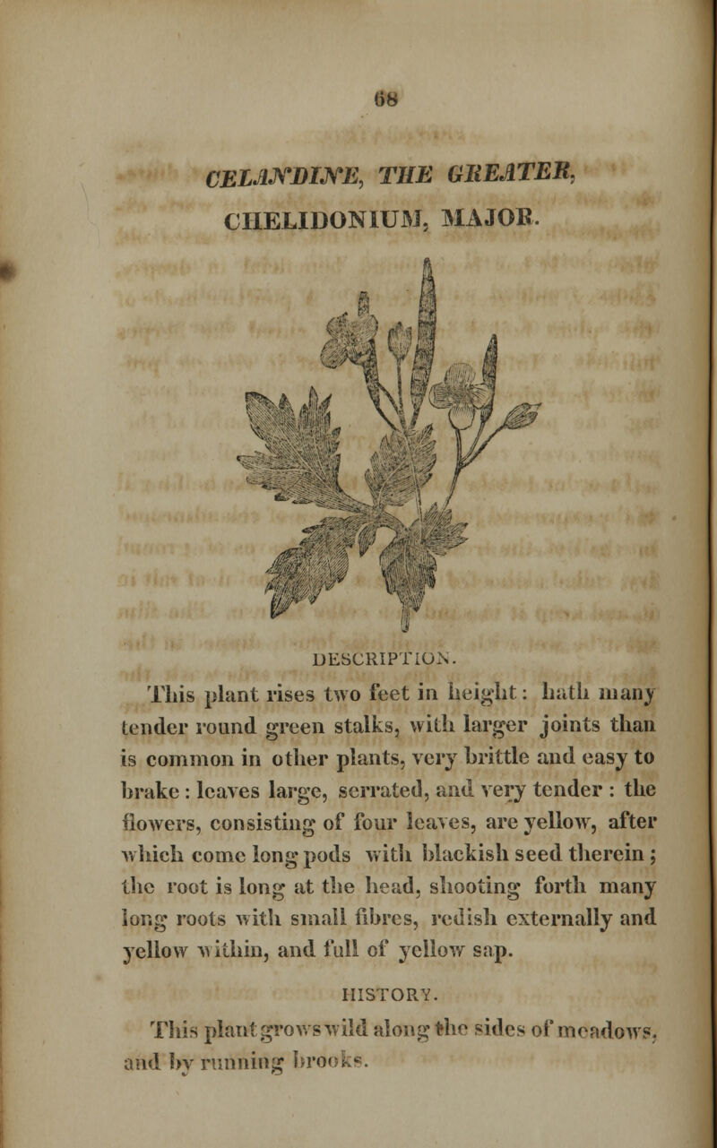 CELANDINE, THE GUEATER. CHELIDONIUM, MAJOR. DESCRIPTION. This plant rises two feet in height: hath many tender round green stalks, with larger joints than is common in other plants, very hrittle and easy to hrake : leaves large, serrated, and very tender : the flowers, consisting of four leaves, are yellow, after which come long pods with blackish seed therein; the root is long at the head, shooting forth many long roots with small fibres, redish externally and yellow v ithin, and full of yellow sap. HISTORY. This plant: grows wild along the sides of meadows, and by running brooks.