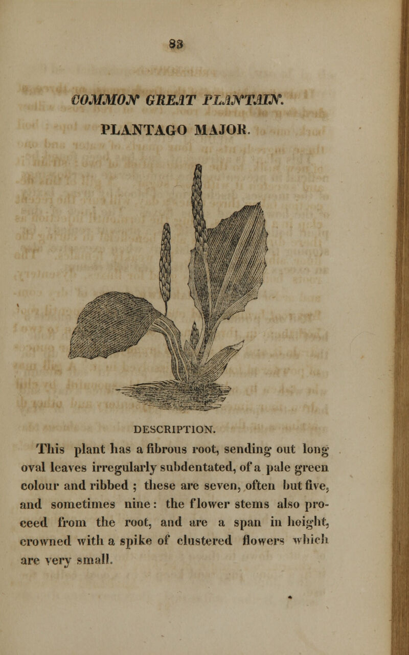 COMMON GHEAT FLANTMN. PLANTAGO MAJOR. DESCRIPTION. This plant has a fibrous root, sending out long oval leaves irregularly subdentated, of a pale green colour and ribbed ; these are seven, often but five? and sometimes nine: the flower stems also pro- ceed from the root, and are a span in height, crowned with a spike of clustered flowers which are very small.
