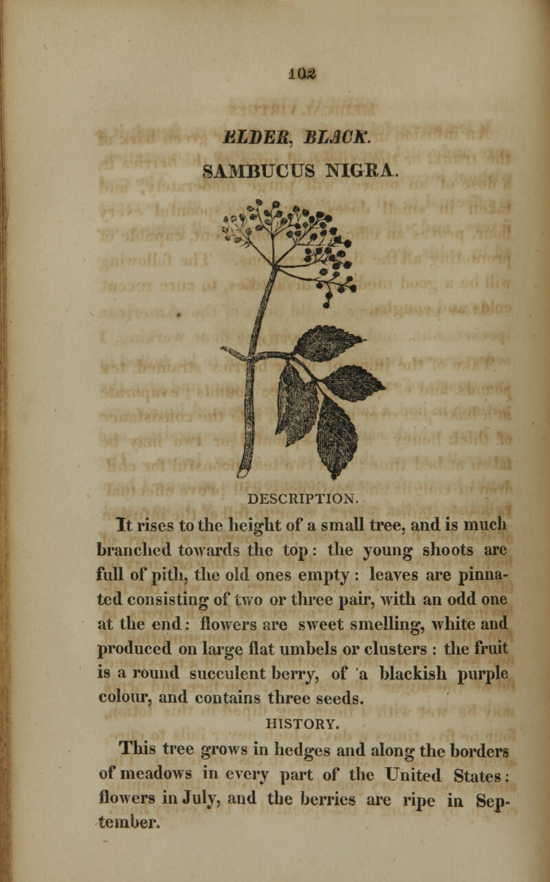 ULDER, BLMK. SAMBUCUS NIGRA. DESCRIPTION. It rises to the height of a small tree, and is much branched towards the top: the young shoots are full of pith, the old ones empty : leaves are pinna- ted consisting of two or three pair, with an odd one at the end: flowers are sweet smelling, white and produced on large flat umbels or clusters : the fruit is a round succulent berry, of a blackish purple colour, and contains three seeds. HISTORY. This tree grows in hedges and along the borders of meadows in every part of the United States: flowers in July, and the berries are ripe in Sep- tember.